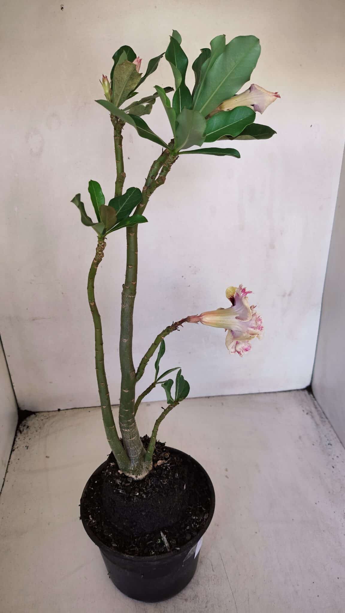 Planta Dobrada 3276 – 35cm – 03 anos