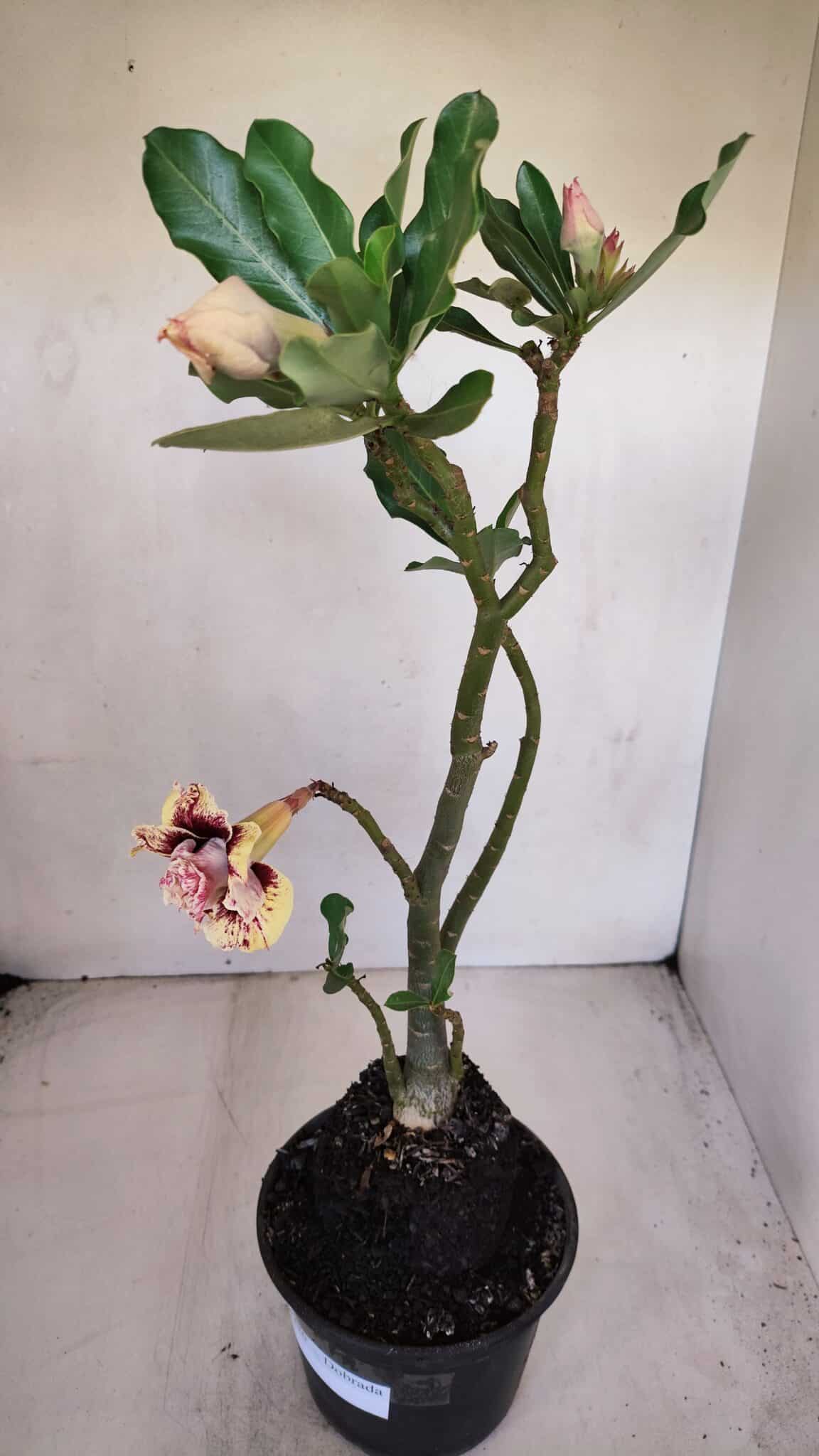 Planta Dobrada 3276 – 35cm – 03 anos