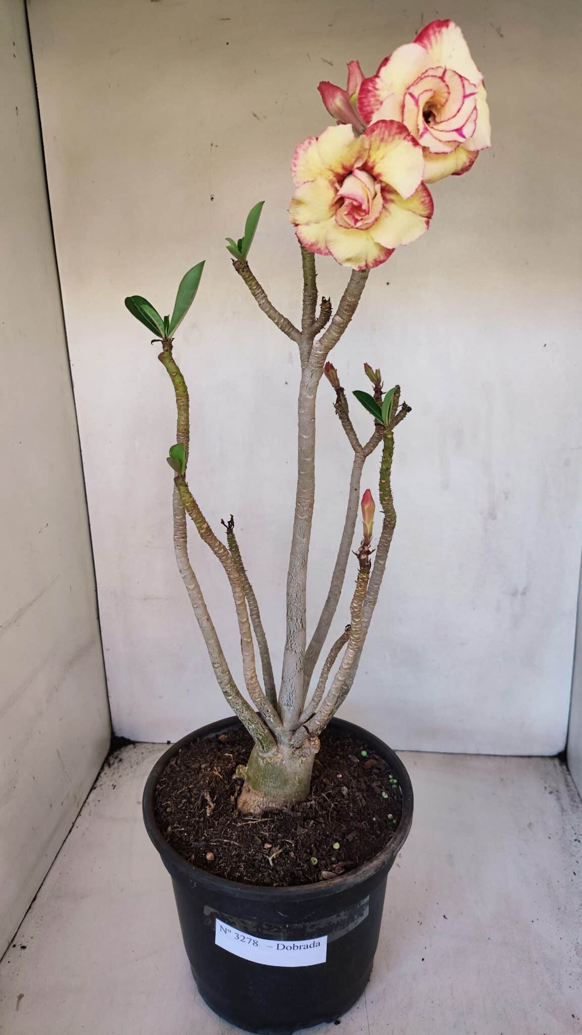 Planta Dobrada 3278 – 55cm – 04 anos