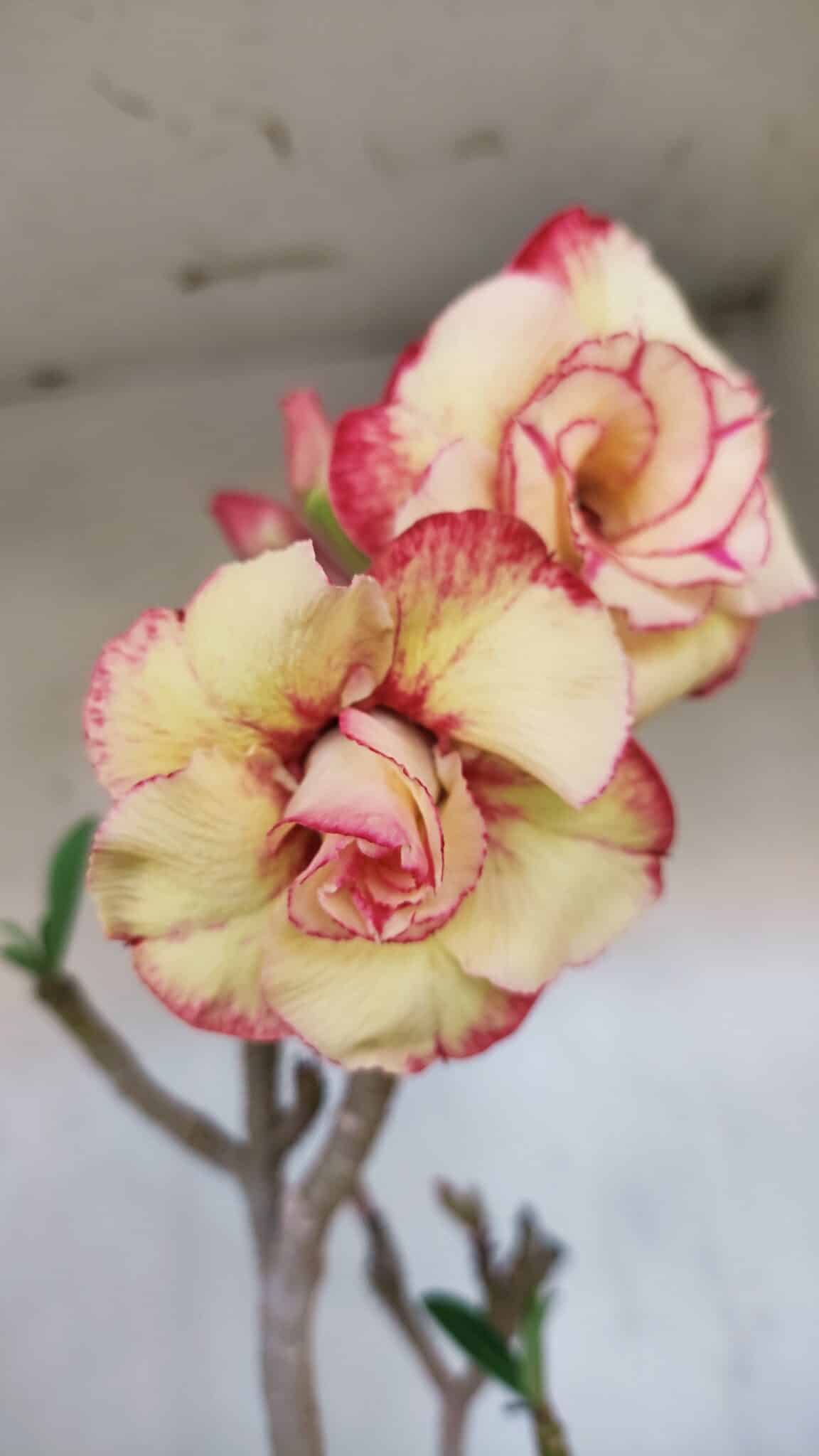 Planta Dobrada 3278 – 55cm – 04 anos