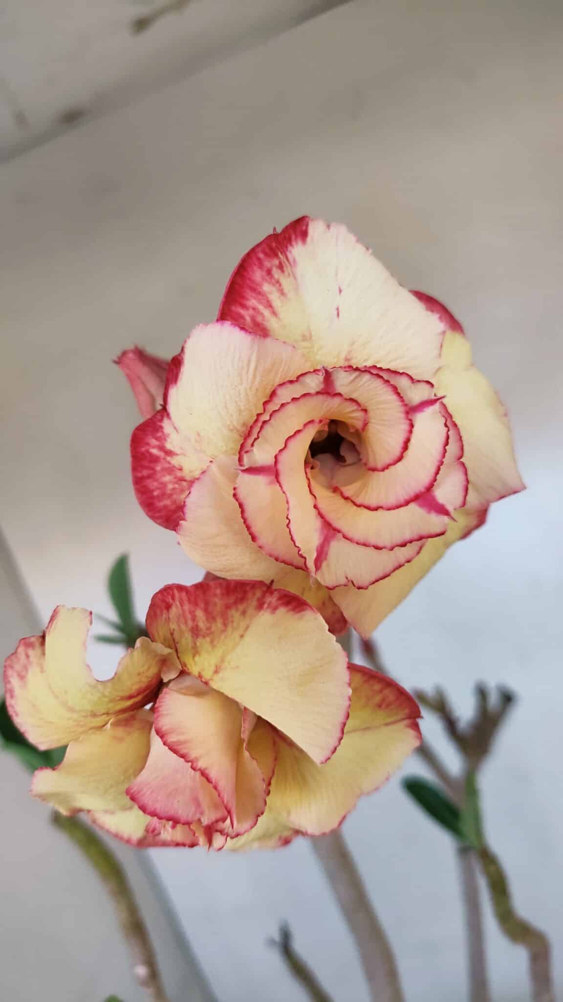 Planta Dobrada 3278 – 55cm – 04 anos