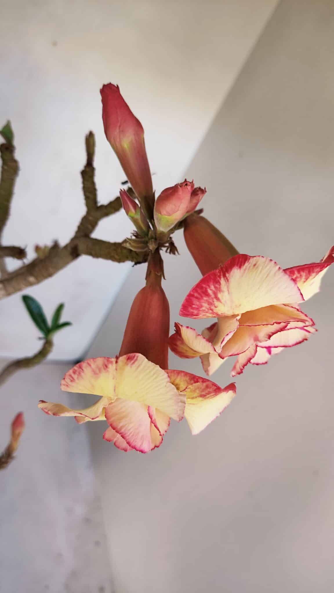 Planta Dobrada 3278 – 55cm – 04 anos