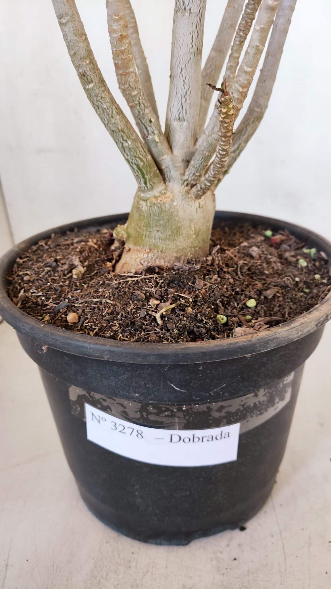 Planta Dobrada 3278 – 55cm – 04 anos