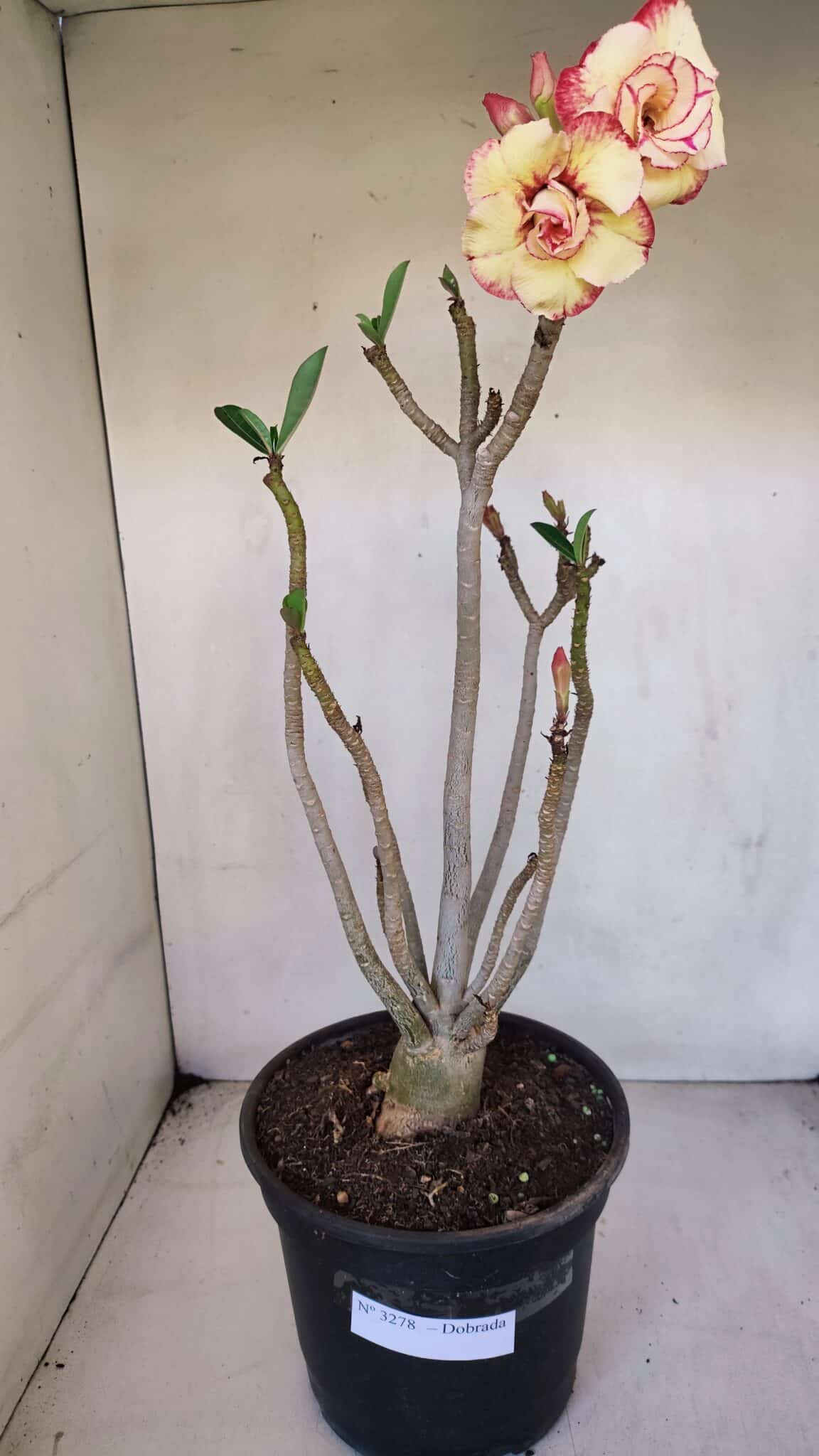 Planta Dobrada 3278 – 55cm – 04 anos