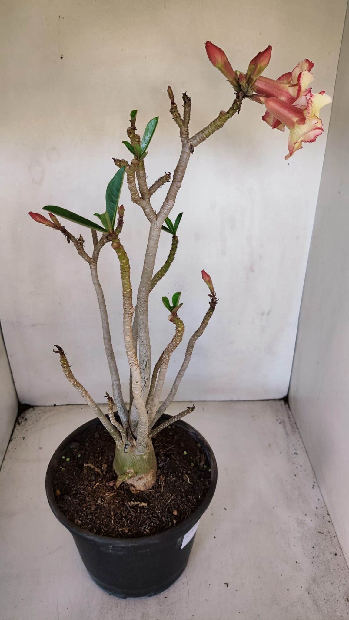 Planta Dobrada 3278 – 55cm – 04 anos