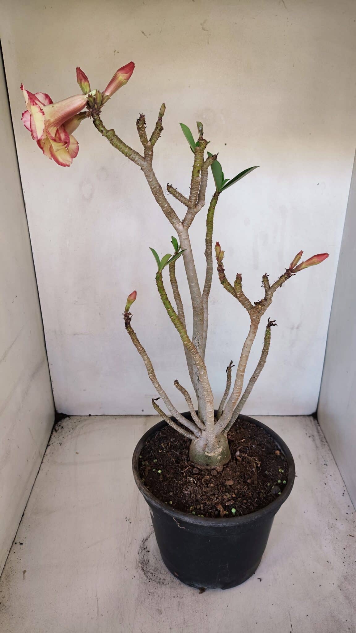 Planta Dobrada 3278 – 55cm – 04 anos