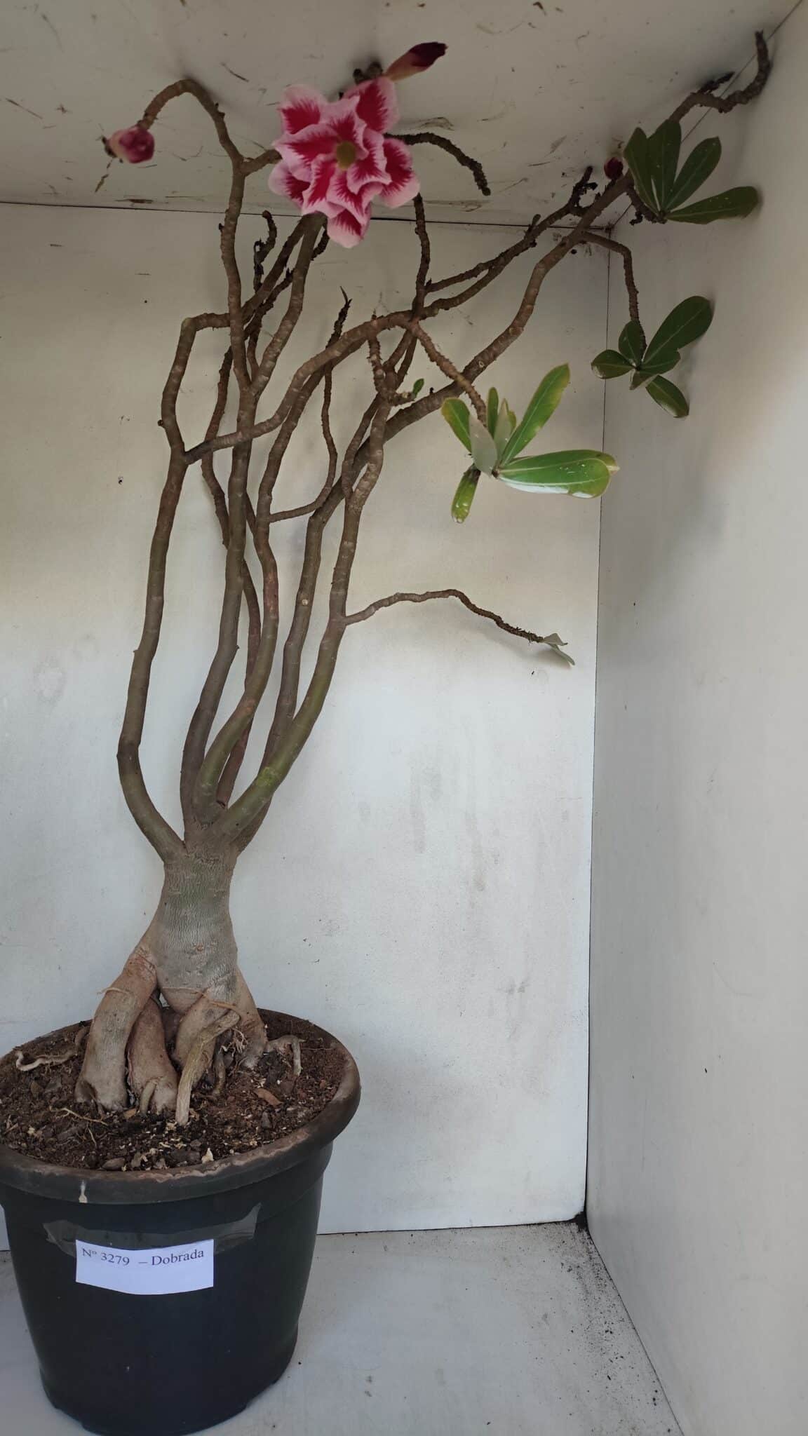 Planta Dobrada 3279 – 70cm – 06 anos