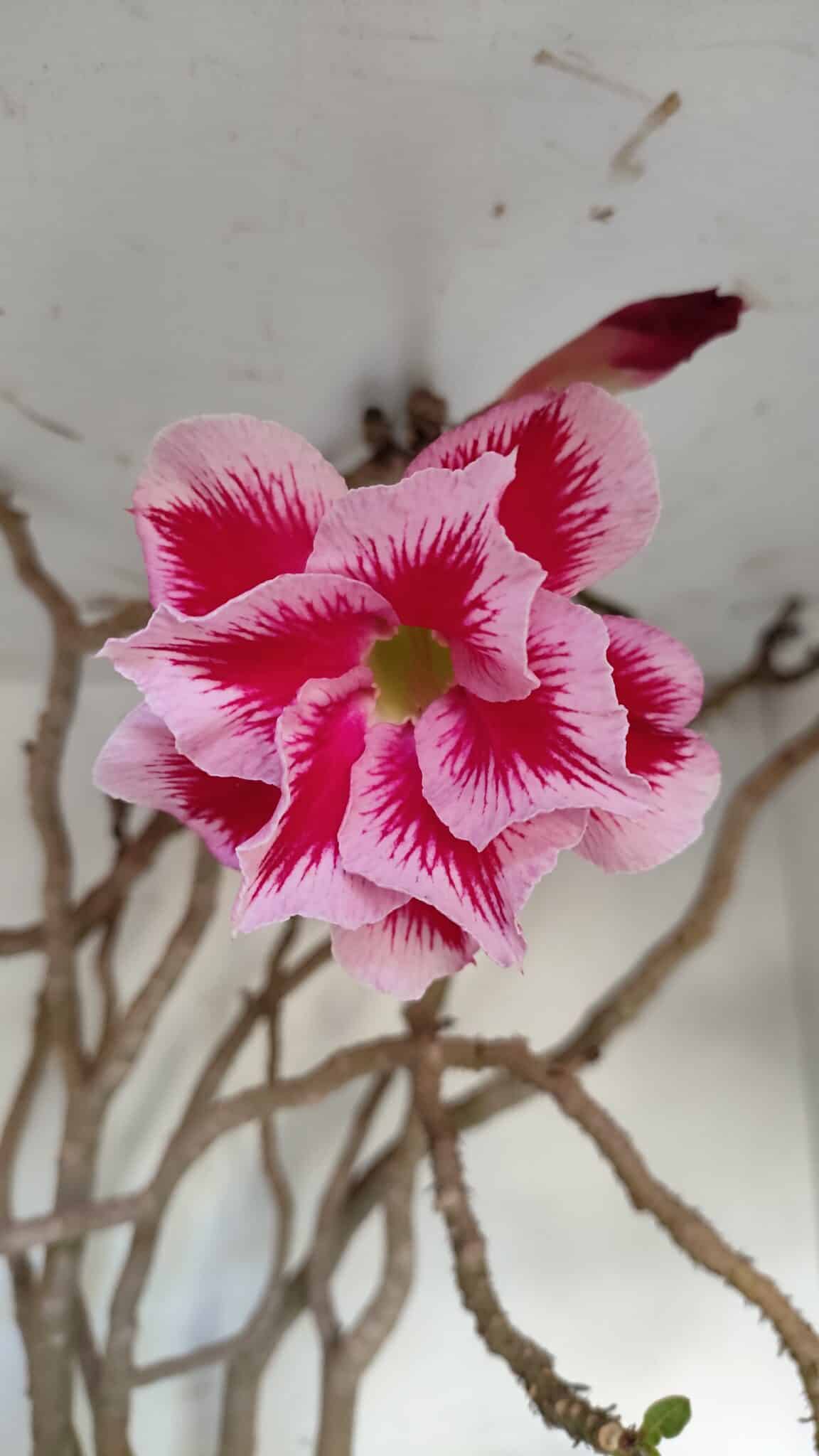 Planta Dobrada 3279 – 70cm – 06 anos