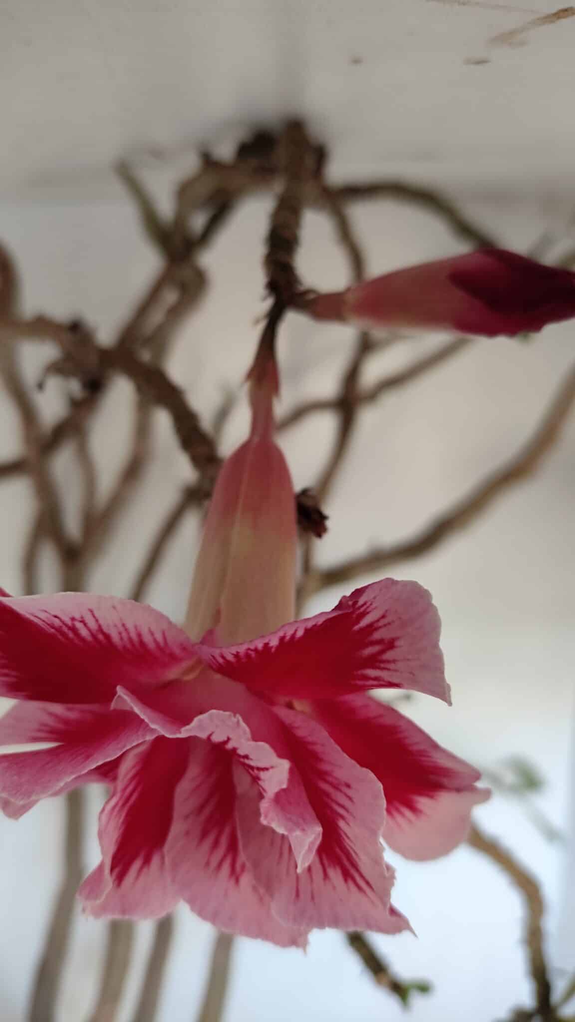 Planta Dobrada 3279 – 70cm – 06 anos