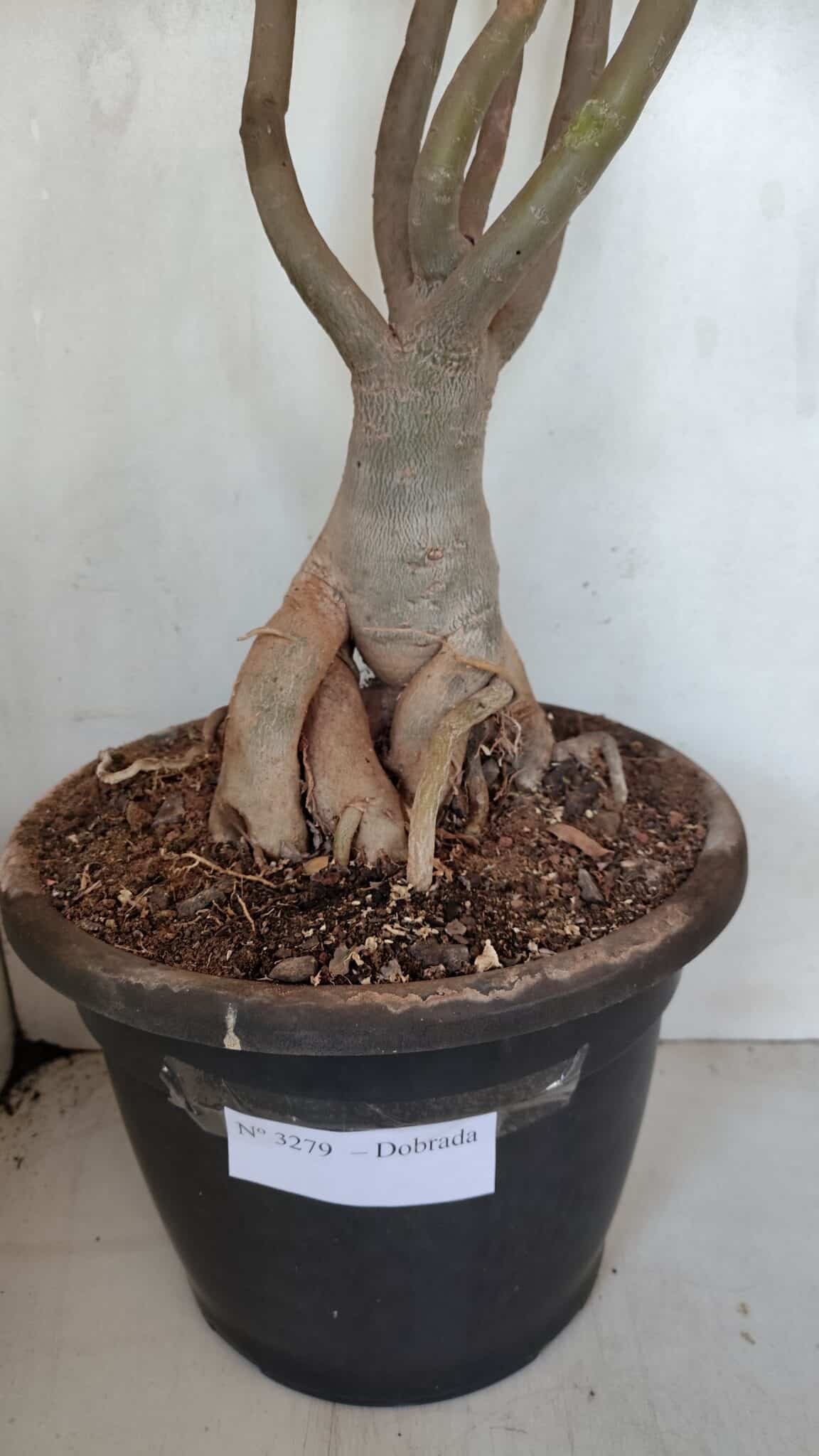 Planta Dobrada 3279 – 70cm – 06 anos