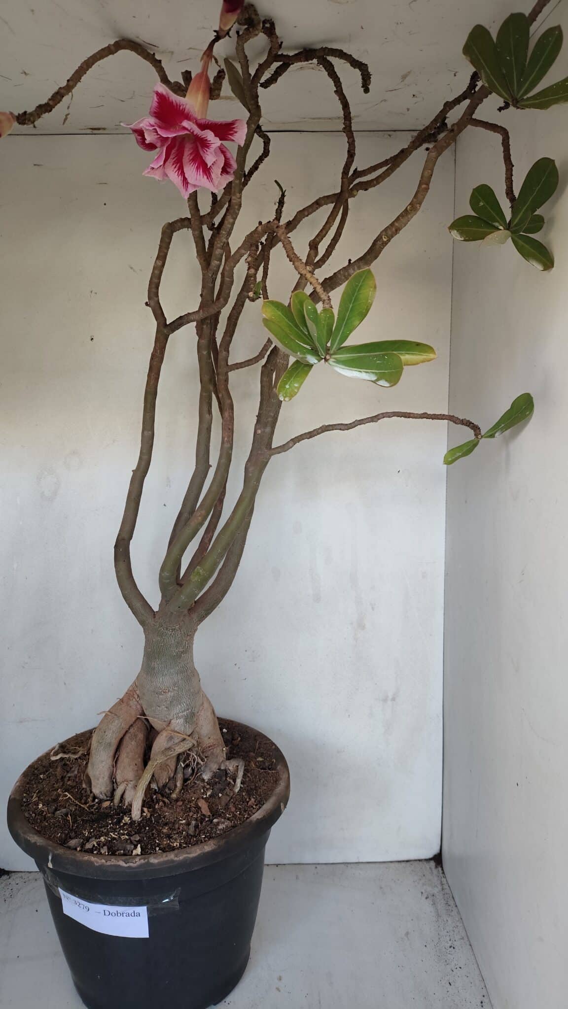 Planta Dobrada 3279 – 70cm – 06 anos