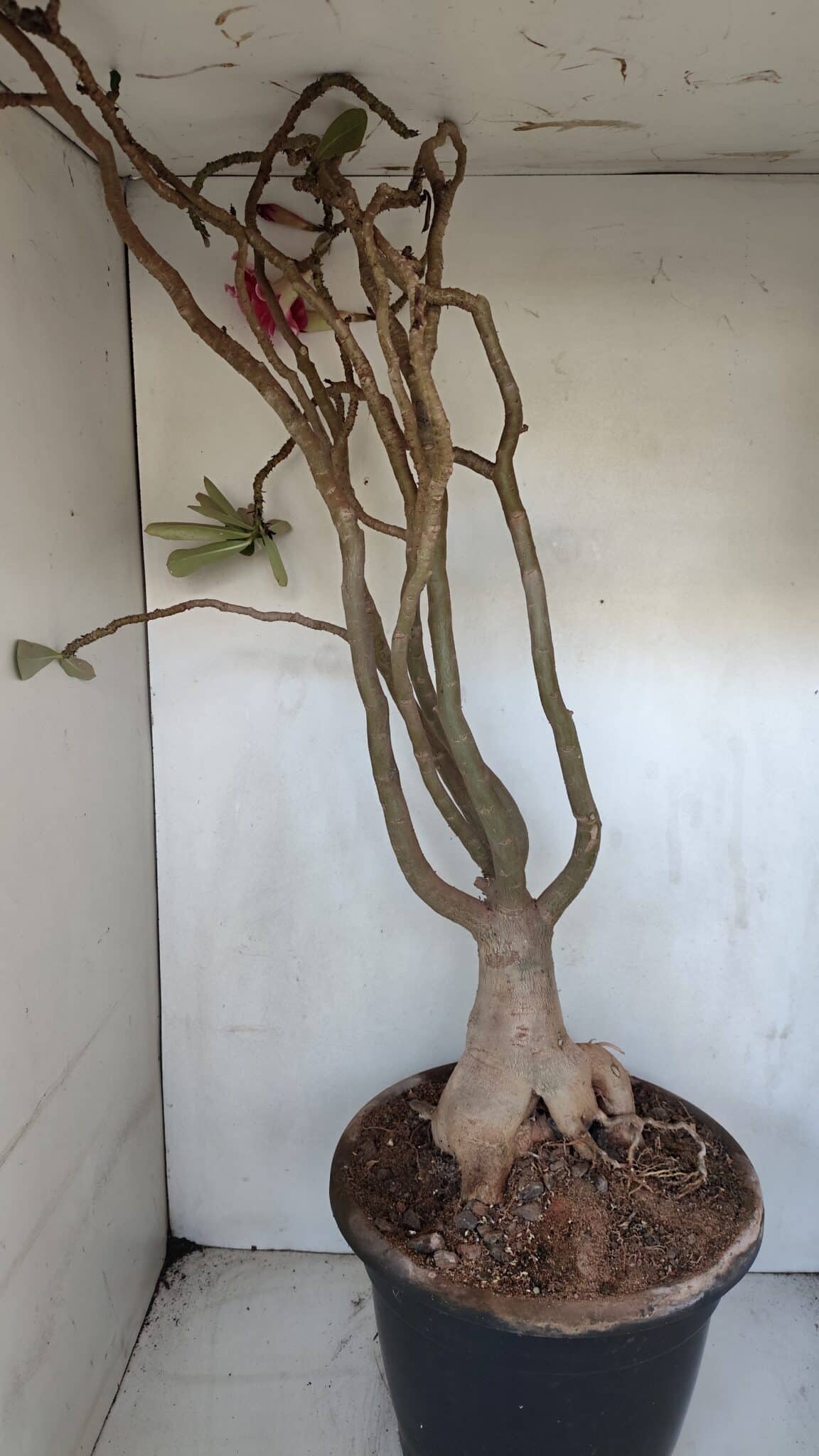 Planta Dobrada 3279 – 70cm – 06 anos