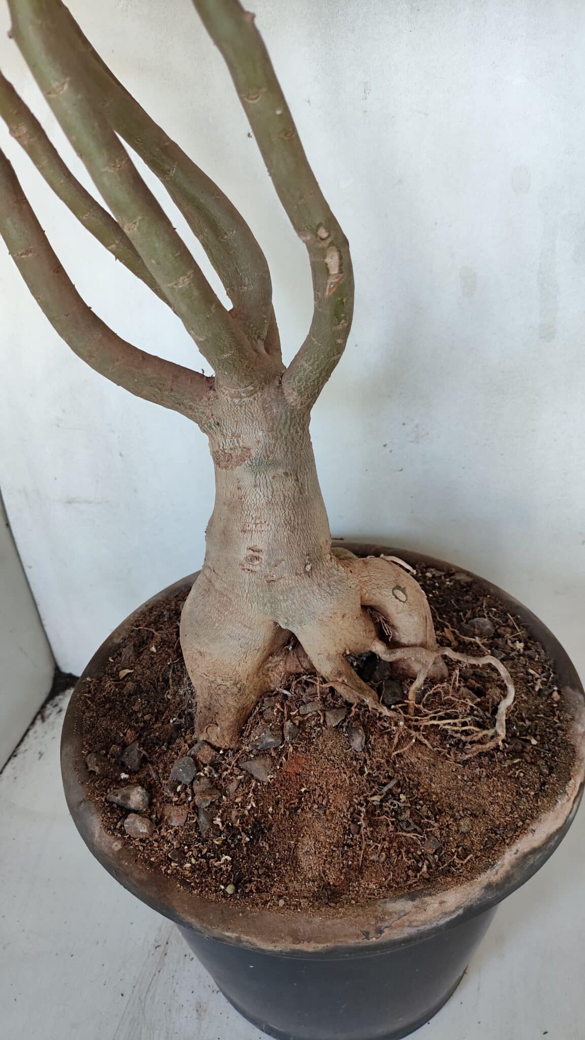 Planta Dobrada 3279 – 70cm – 06 anos
