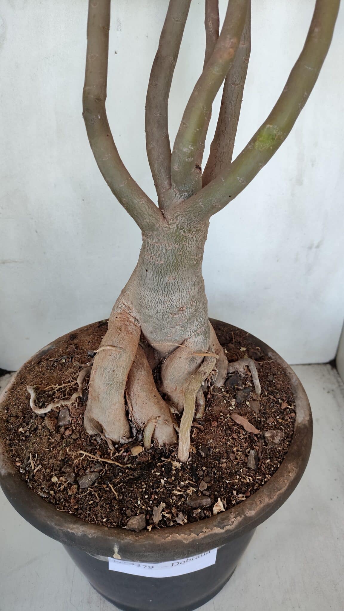 Planta Dobrada 3279 – 70cm – 06 anos