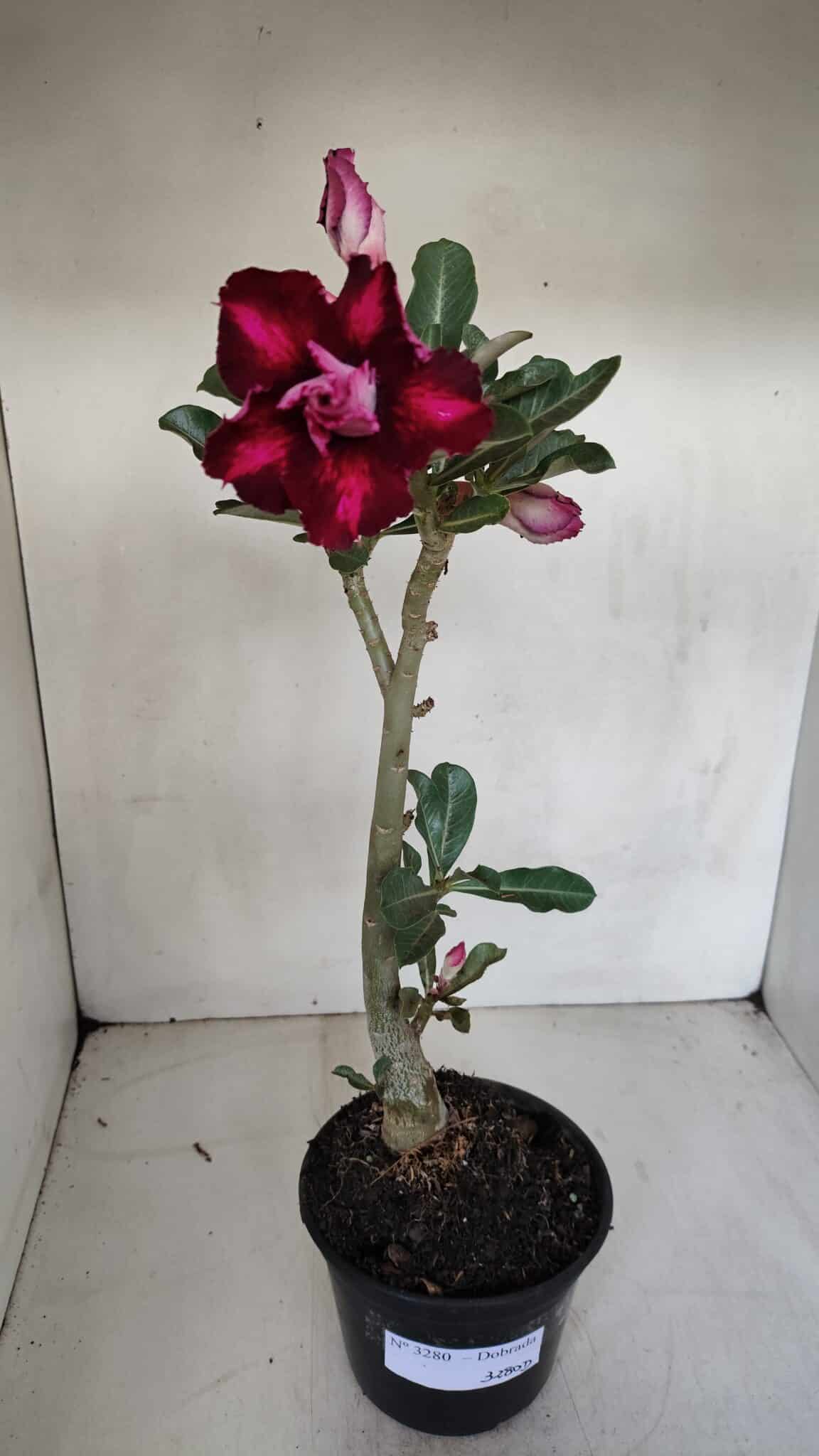 Planta Dobrada 3280 – 35cm – 03 anos