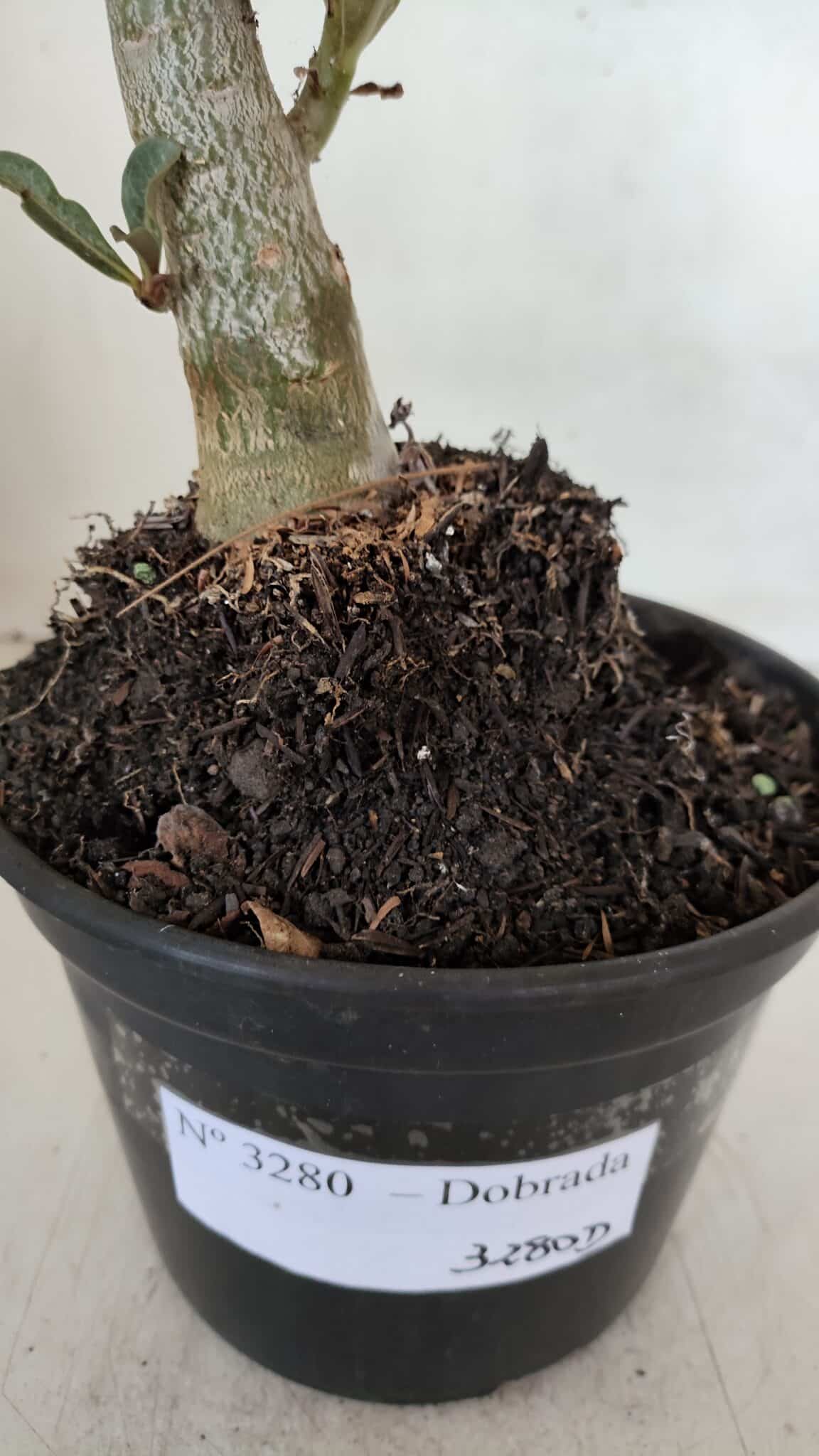 Planta Dobrada 3280 – 35cm – 03 anos