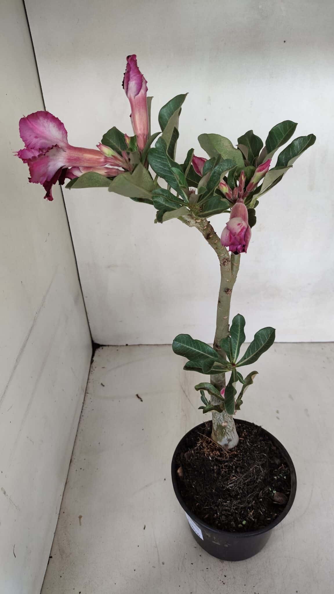 Planta Dobrada 3280 – 35cm – 03 anos