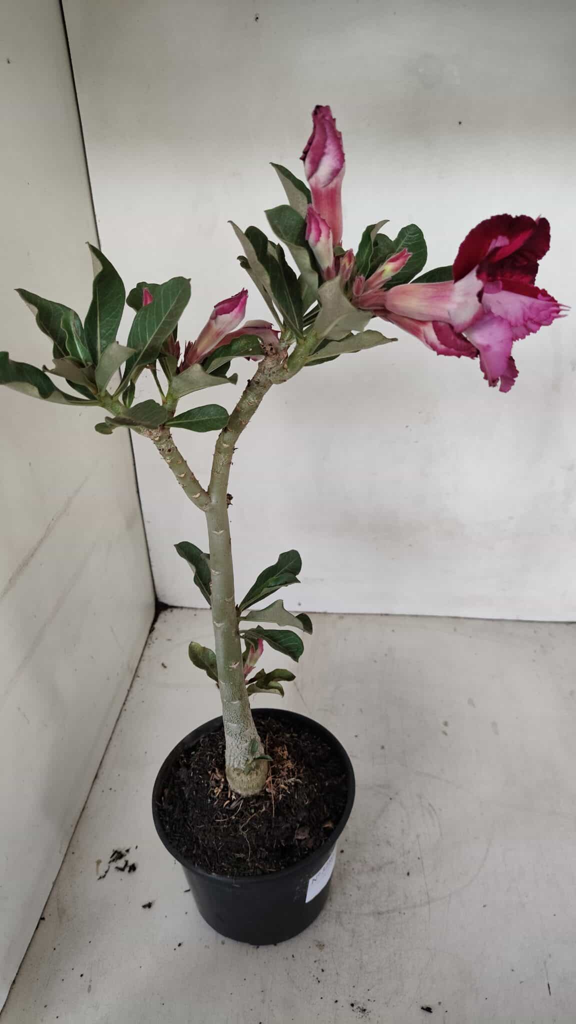 Planta Dobrada 3280 – 35cm – 03 anos