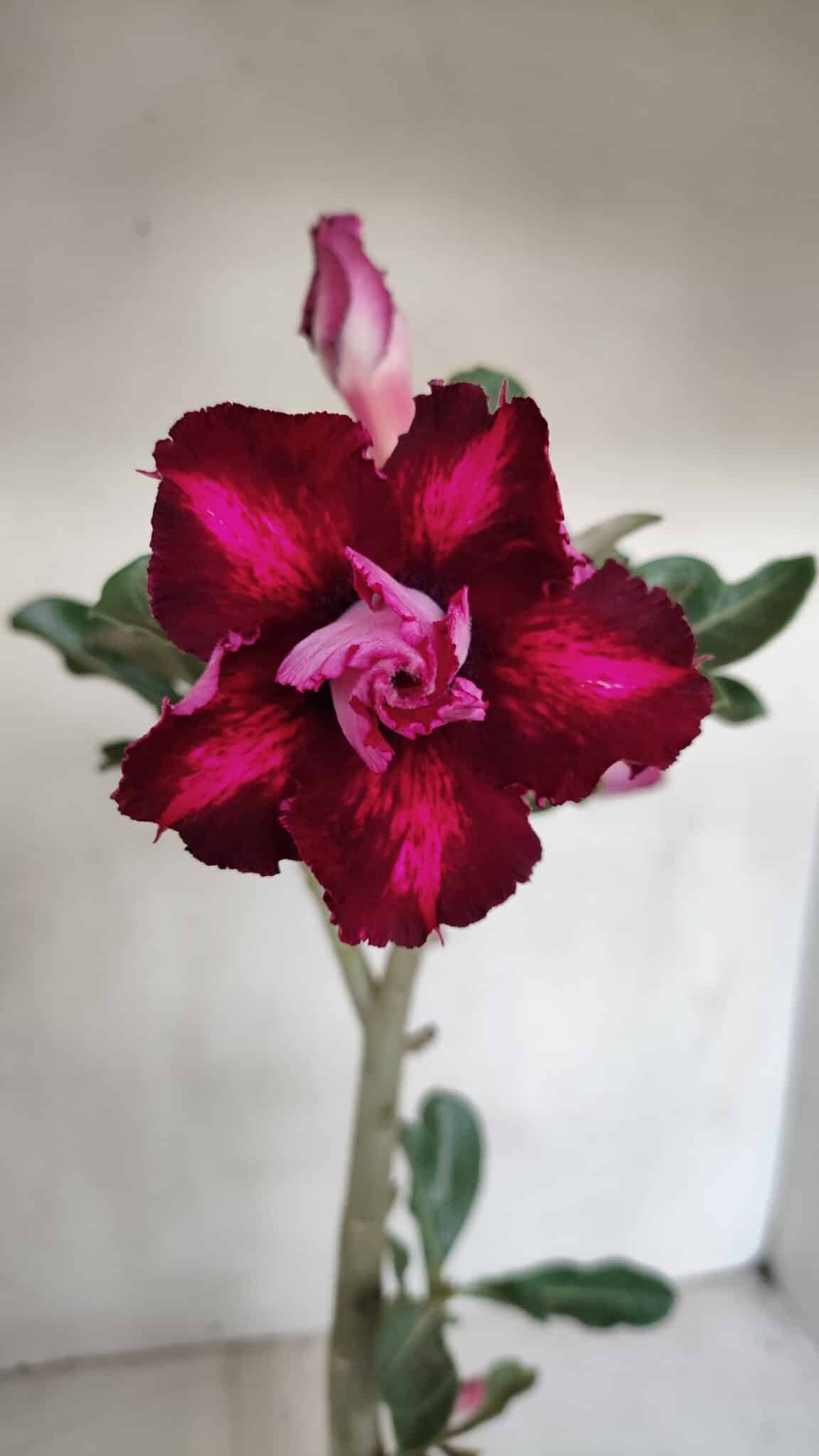 Planta Dobrada 3280 – 35cm – 03 anos