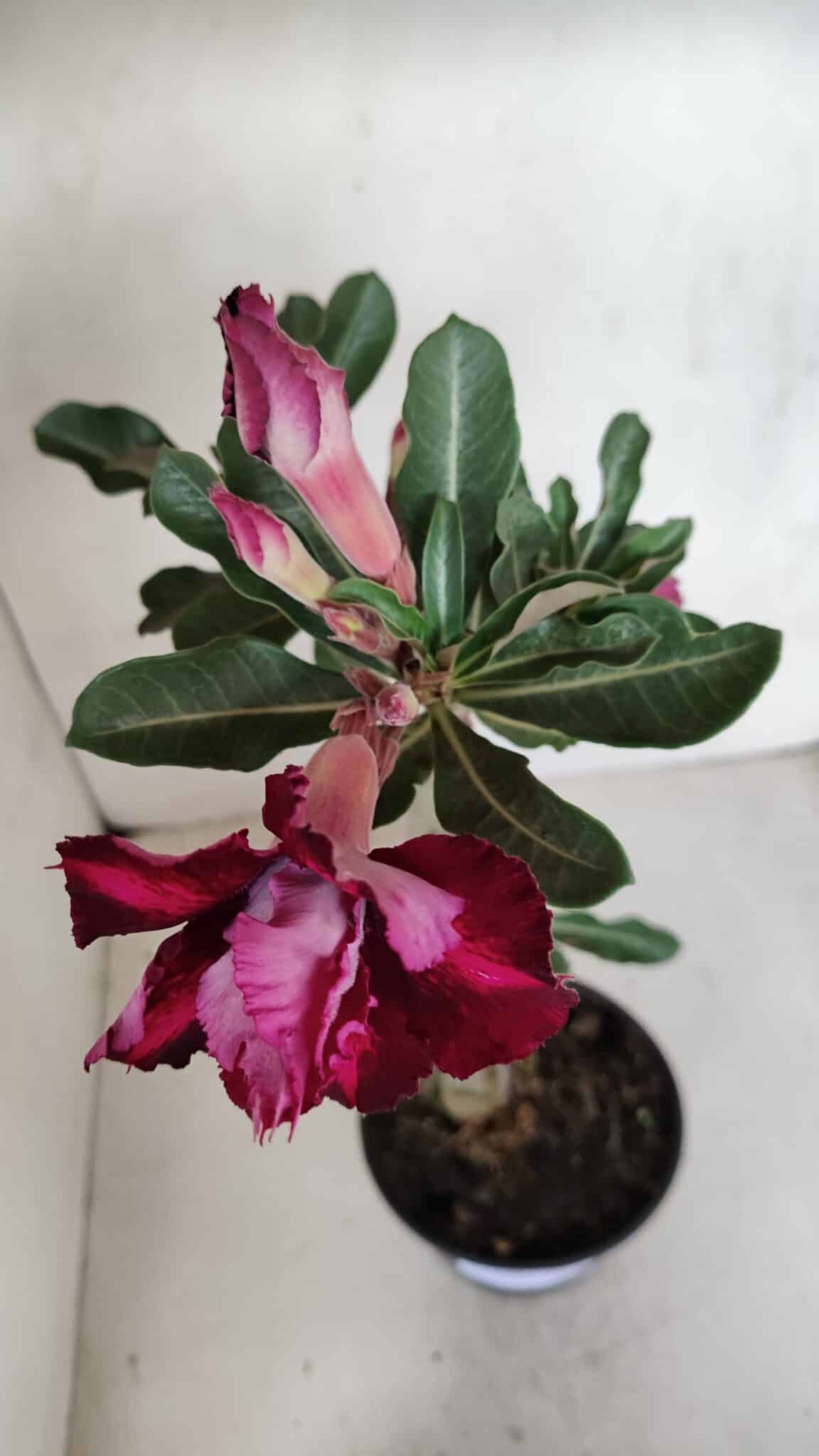 Planta Dobrada 3280 – 35cm – 03 anos