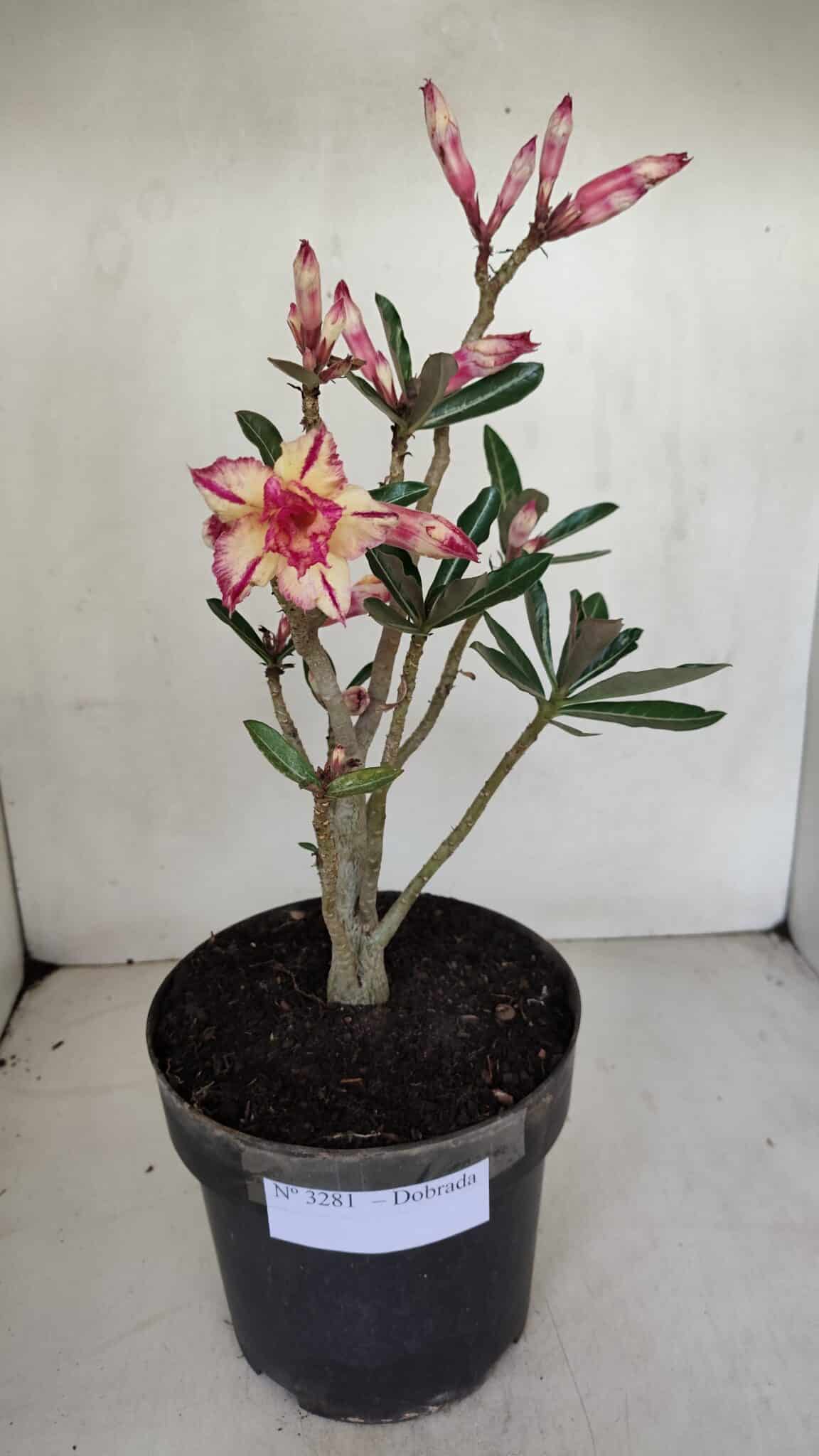 Planta Dobrada 3281 – 30cm – 03 anos