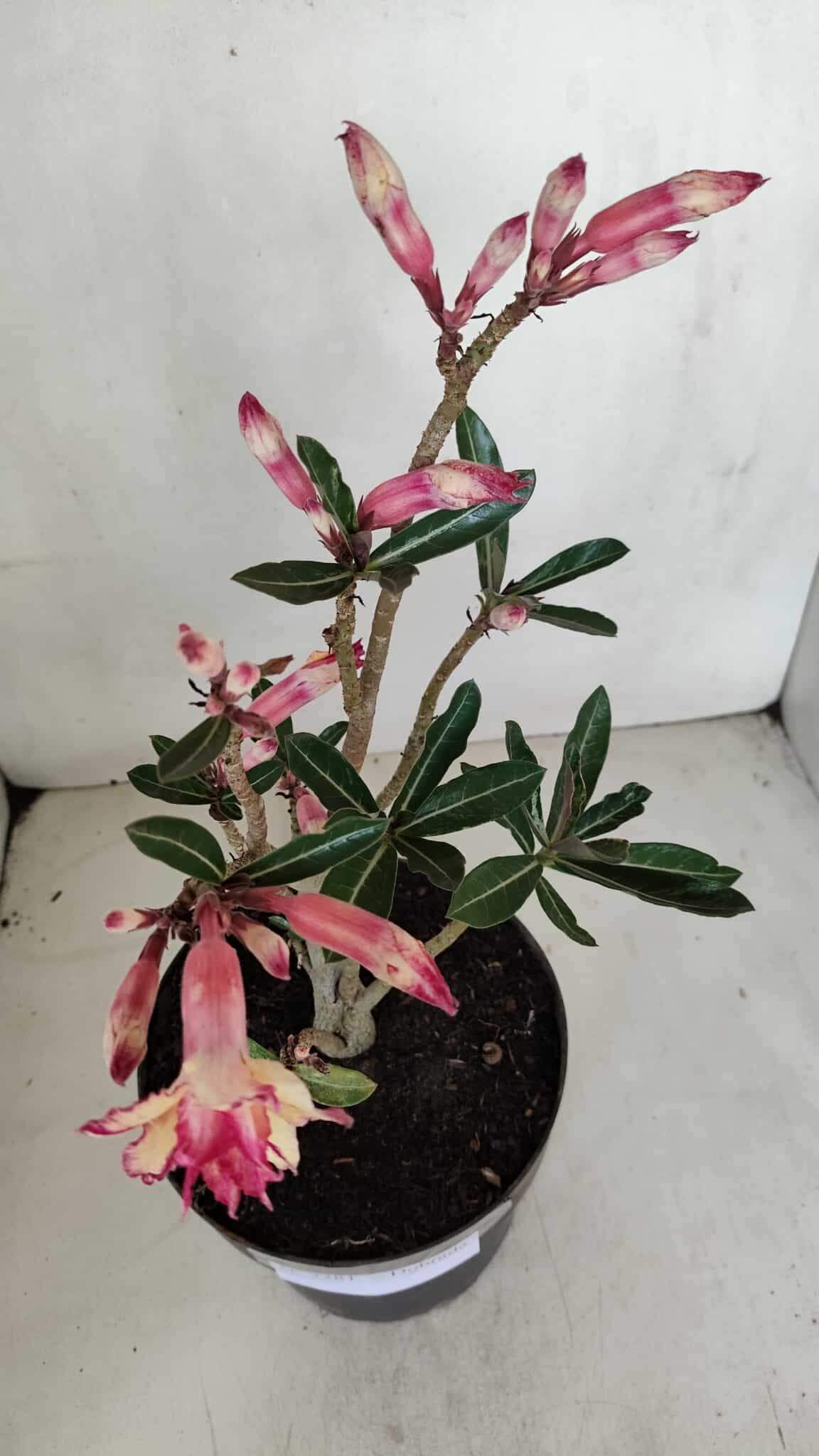 Planta Dobrada 3281 – 30cm – 03 anos