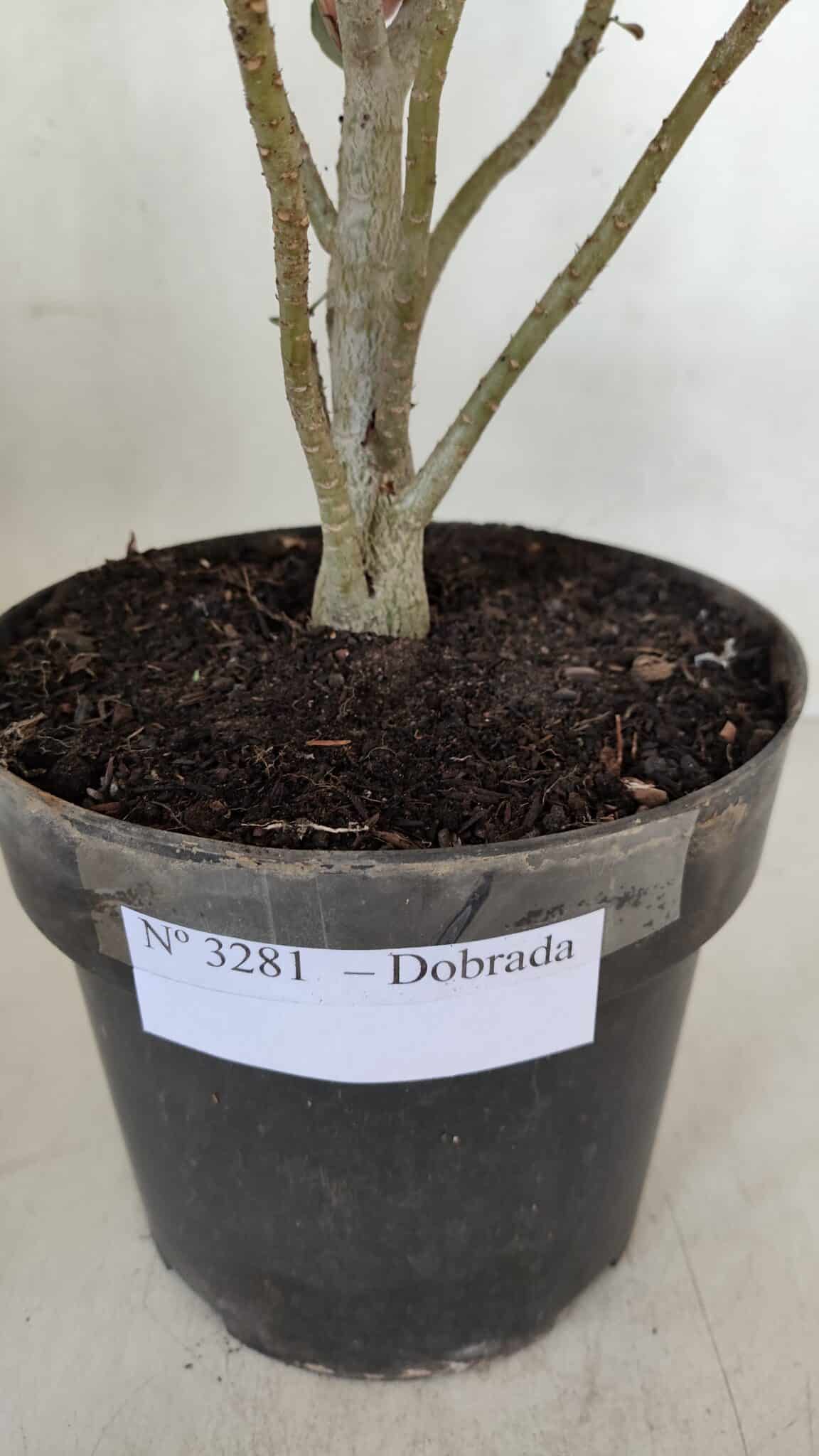 Planta Dobrada 3281 – 30cm – 03 anos
