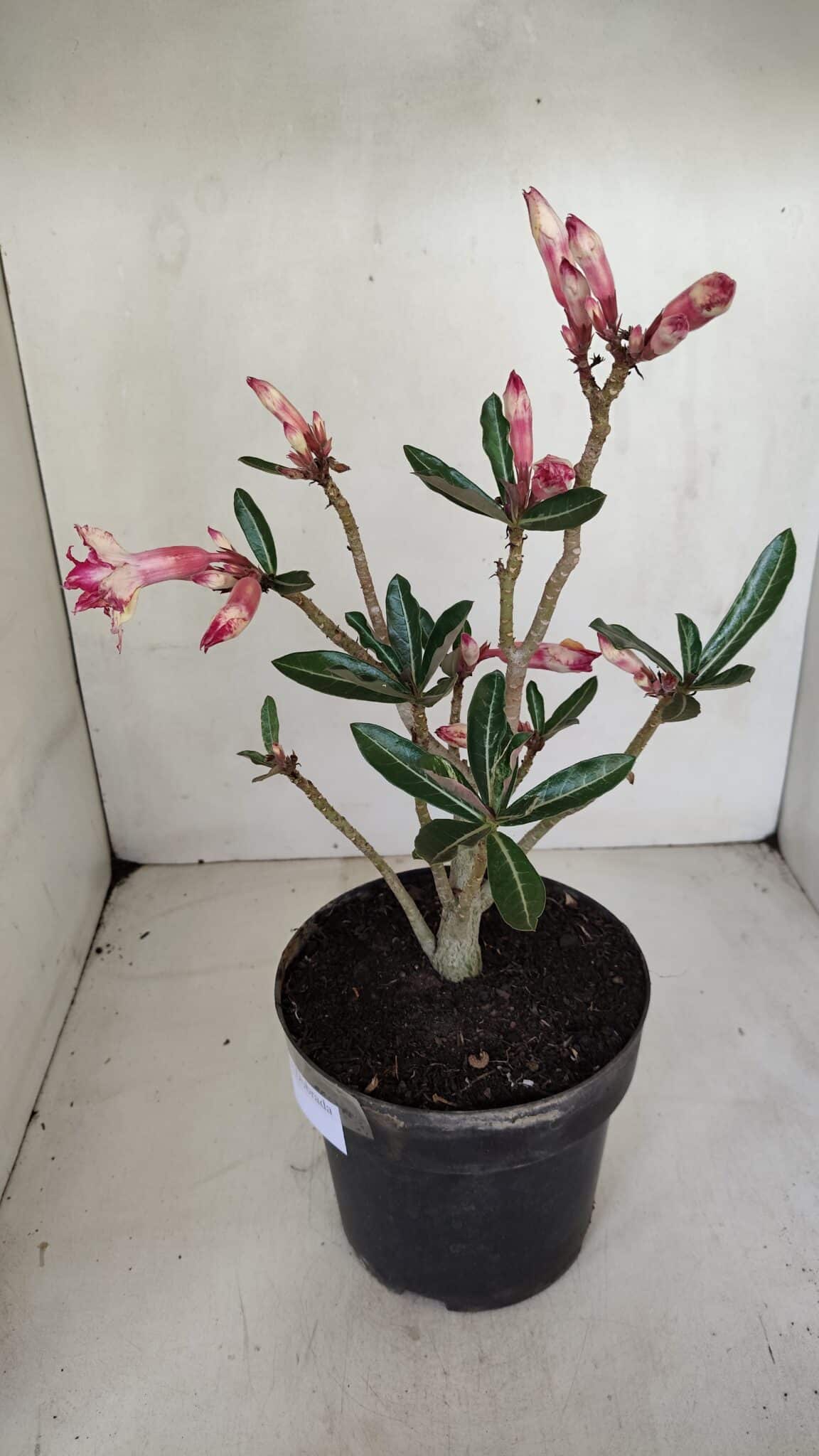 Planta Dobrada 3281 – 30cm – 03 anos