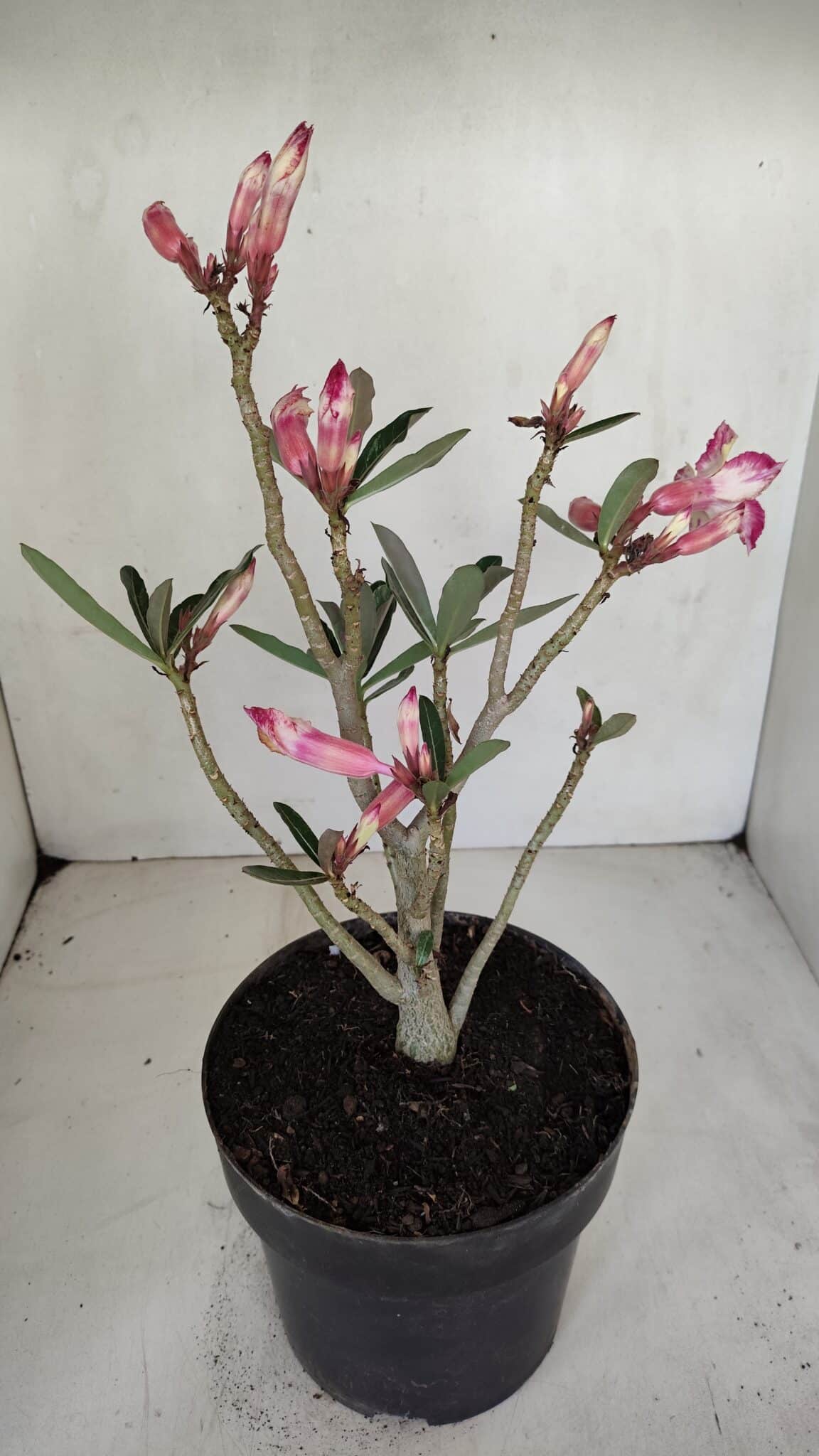 Planta Dobrada 3281 – 30cm – 03 anos
