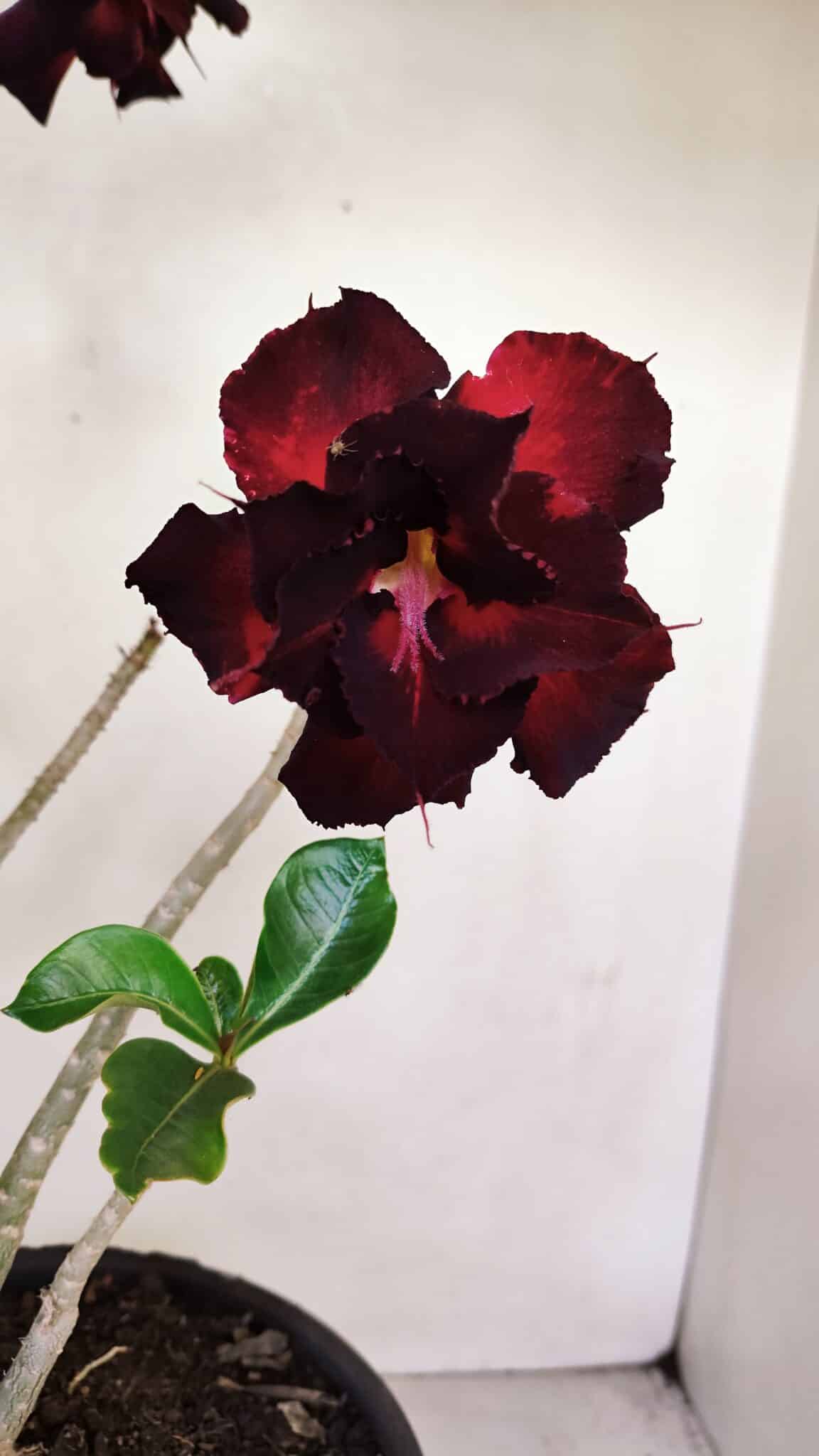Planta Dobrada 3282 – 60cm – 04 anos