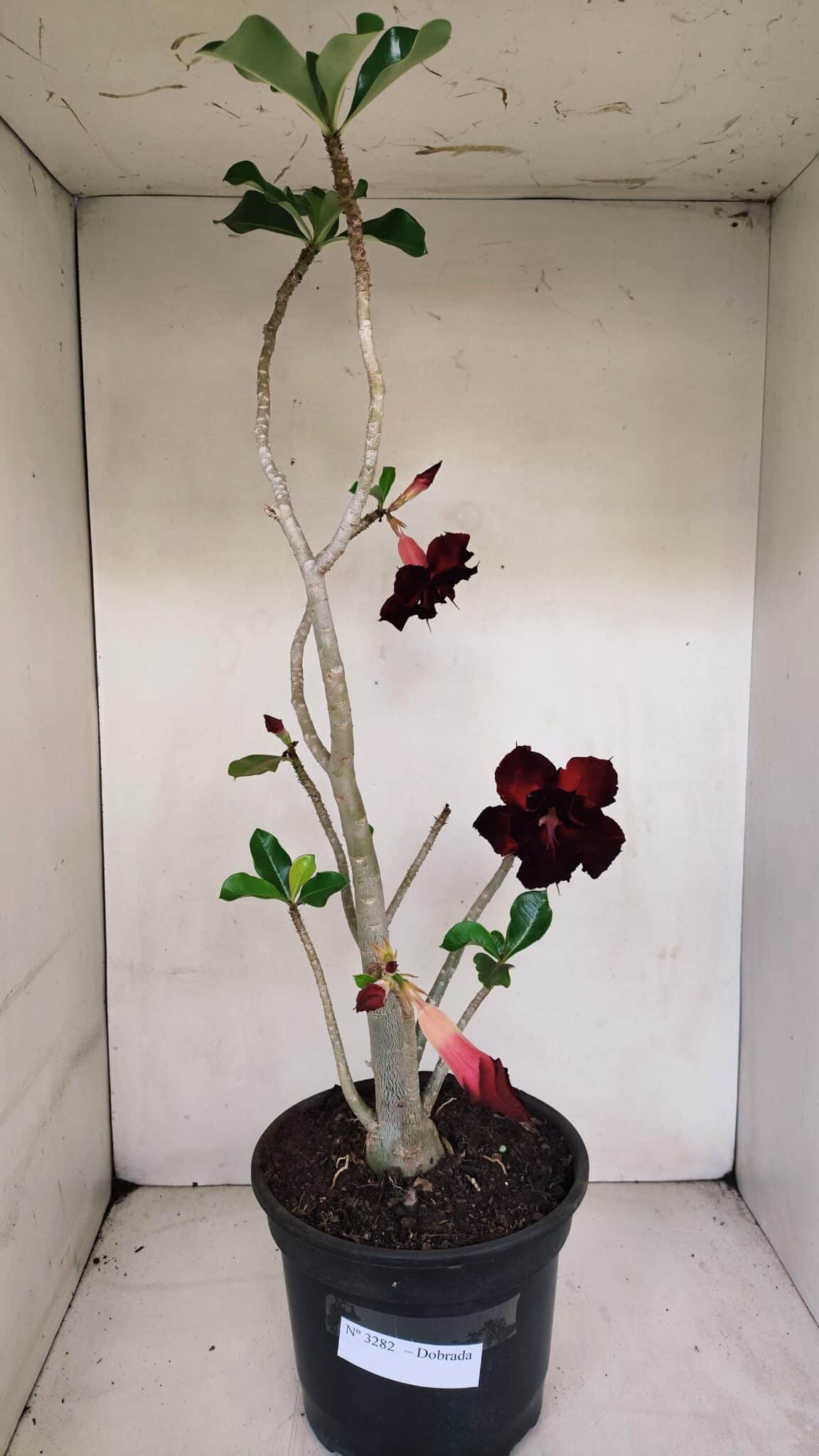 Planta Dobrada 3282 – 60cm – 04 anos