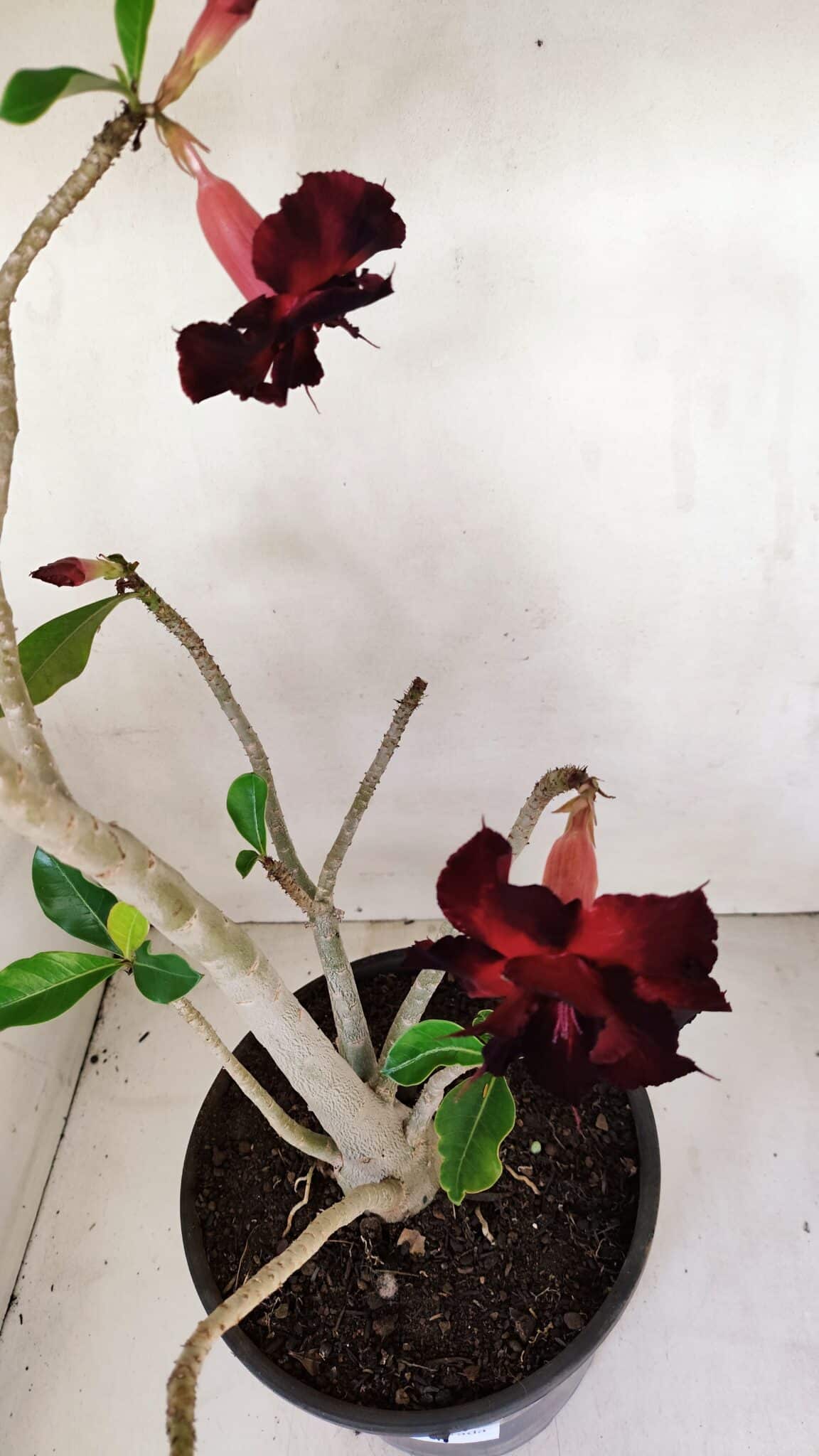 Planta Dobrada 3282 – 60cm – 04 anos