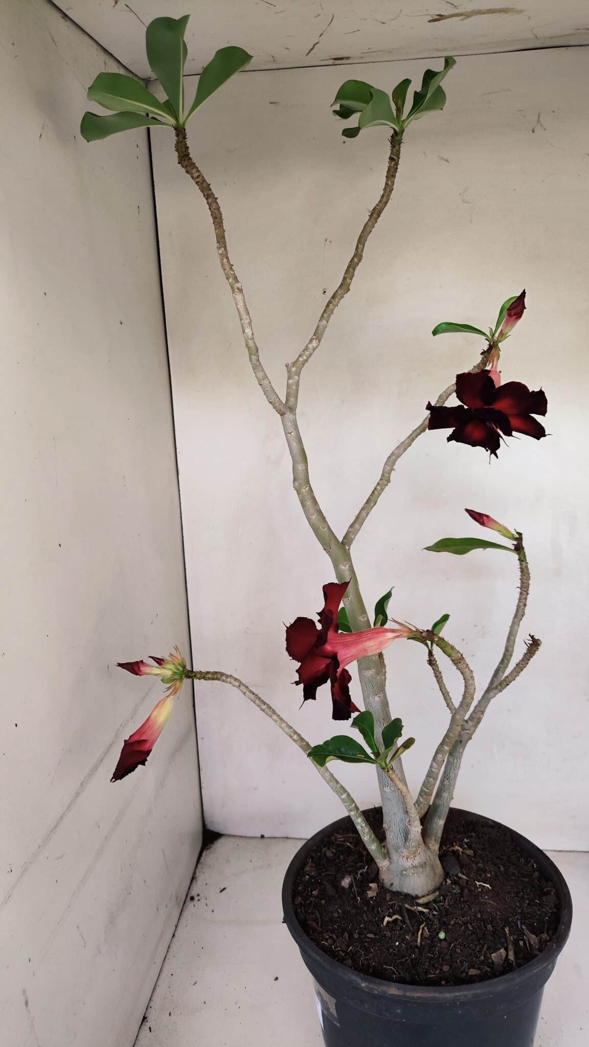 Planta Dobrada 3282 – 60cm – 04 anos