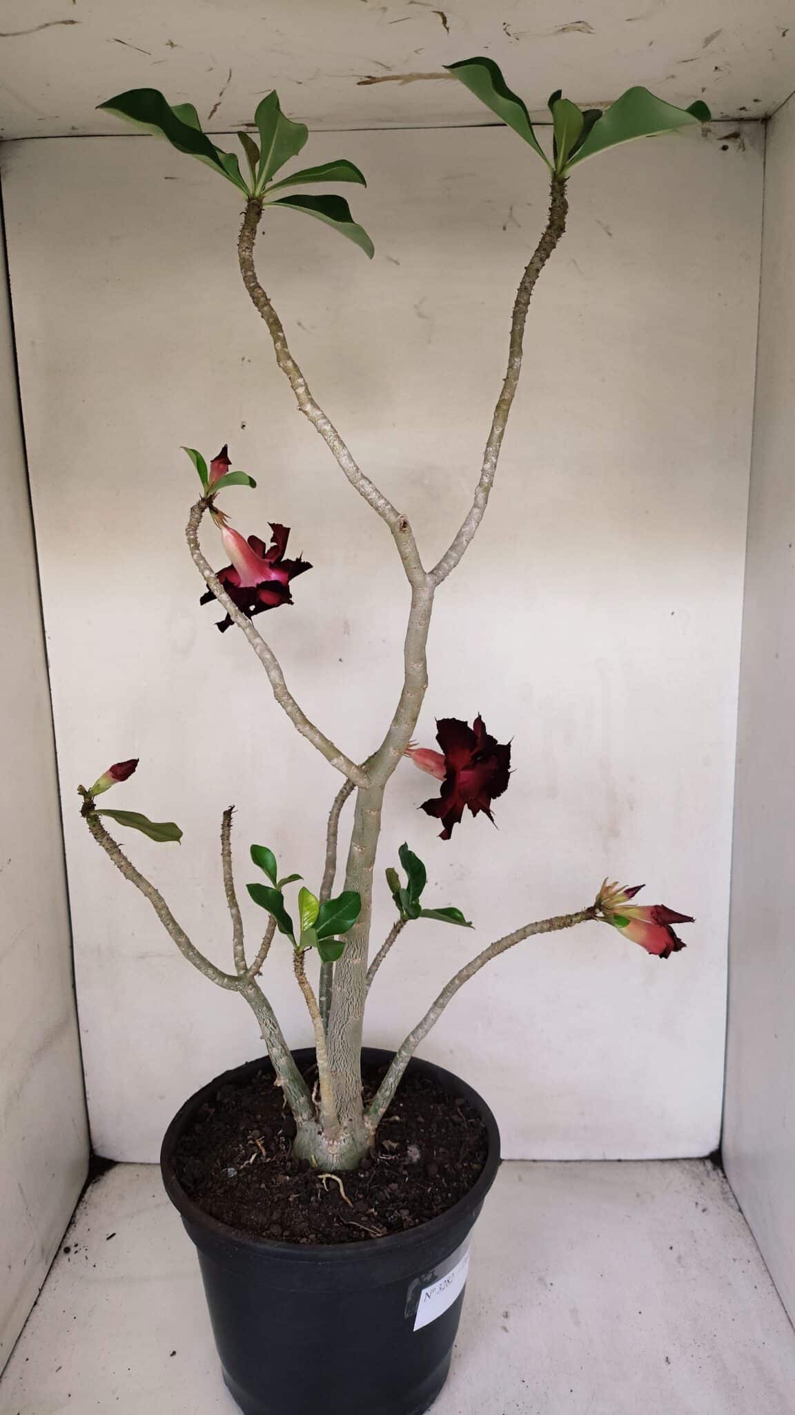 Planta Dobrada 3282 – 60cm – 04 anos