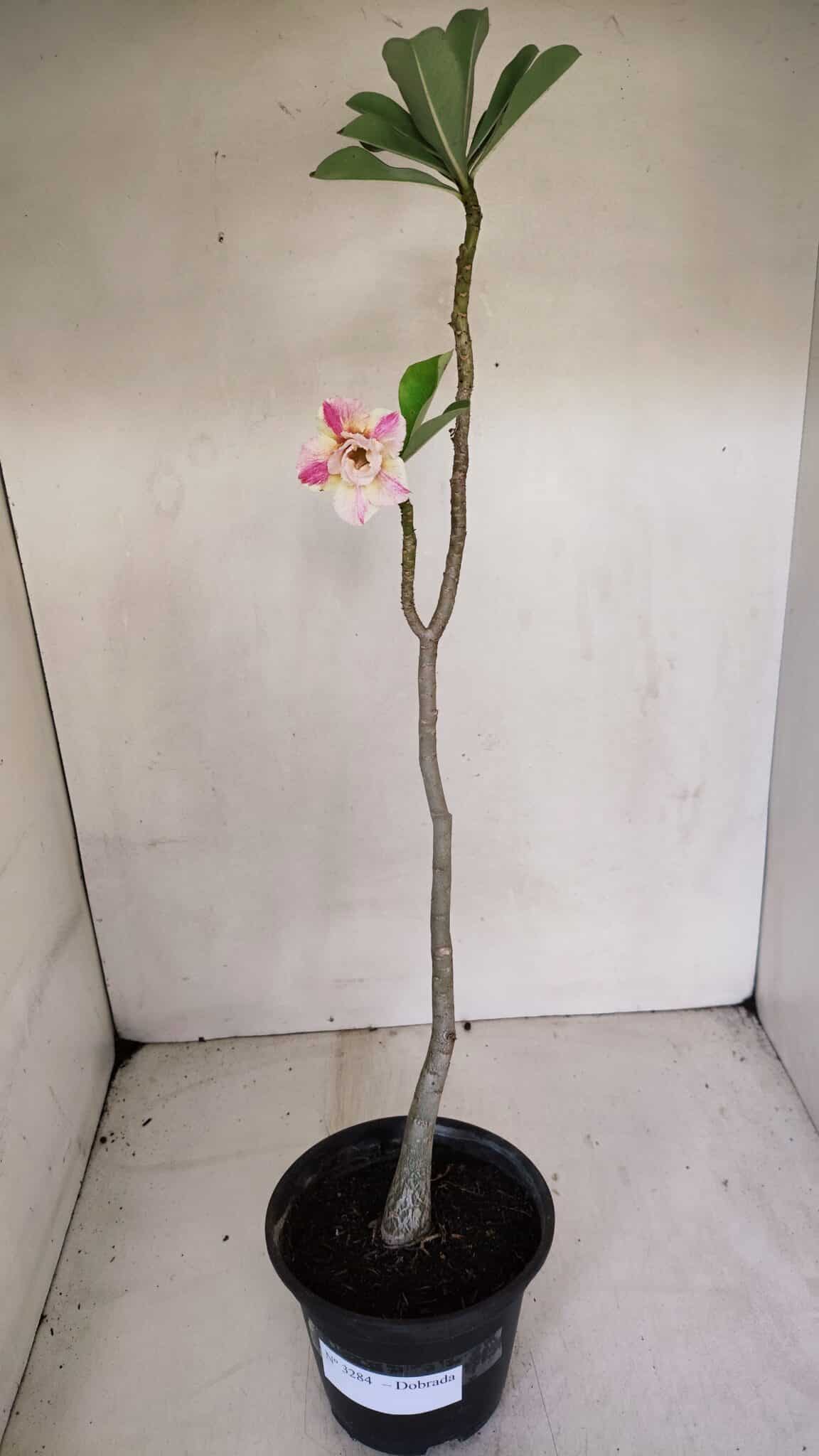Planta Dobrada 3284 – 35cm – 03 anos