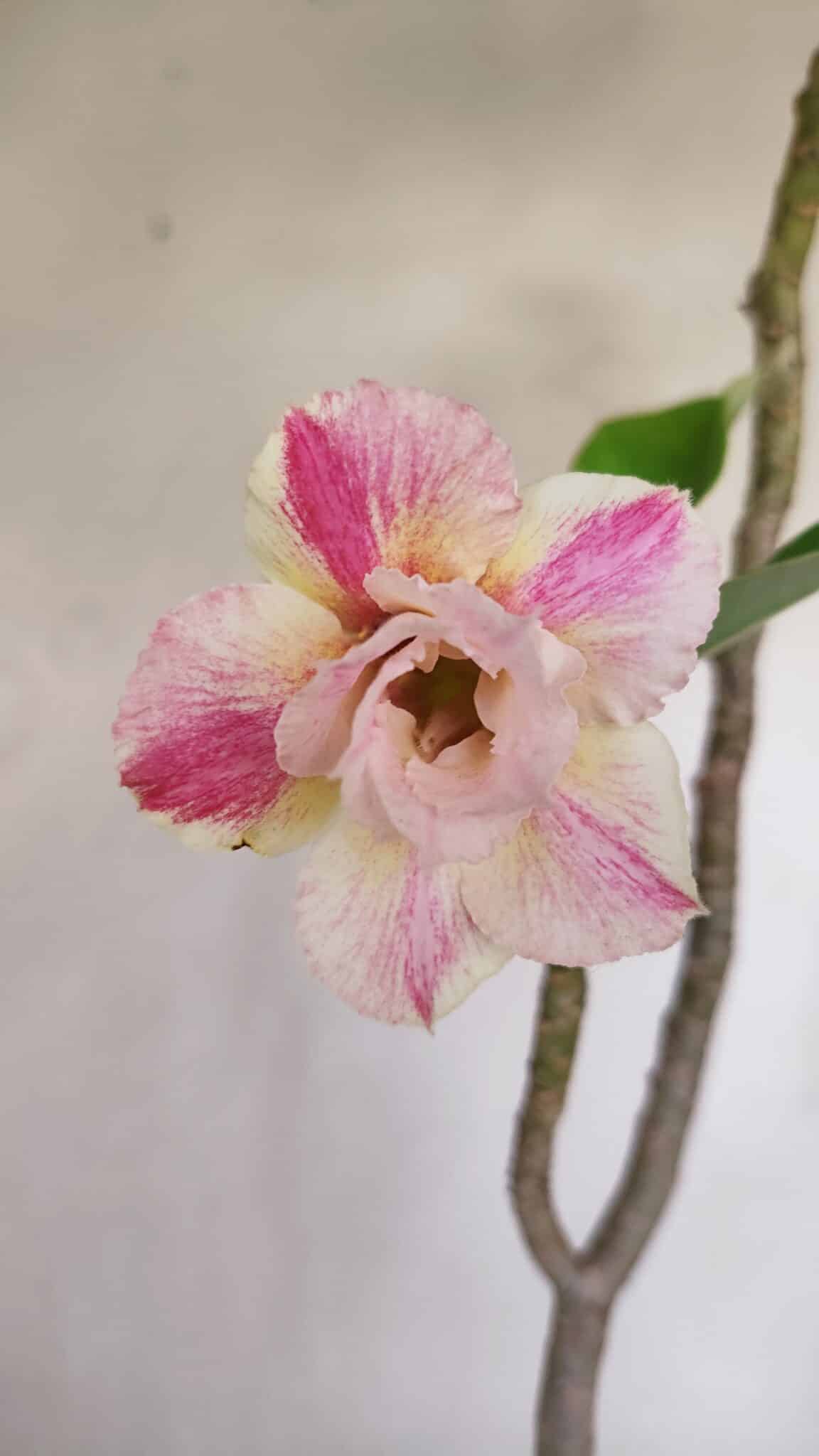 Planta Dobrada 3284 – 35cm – 03 anos