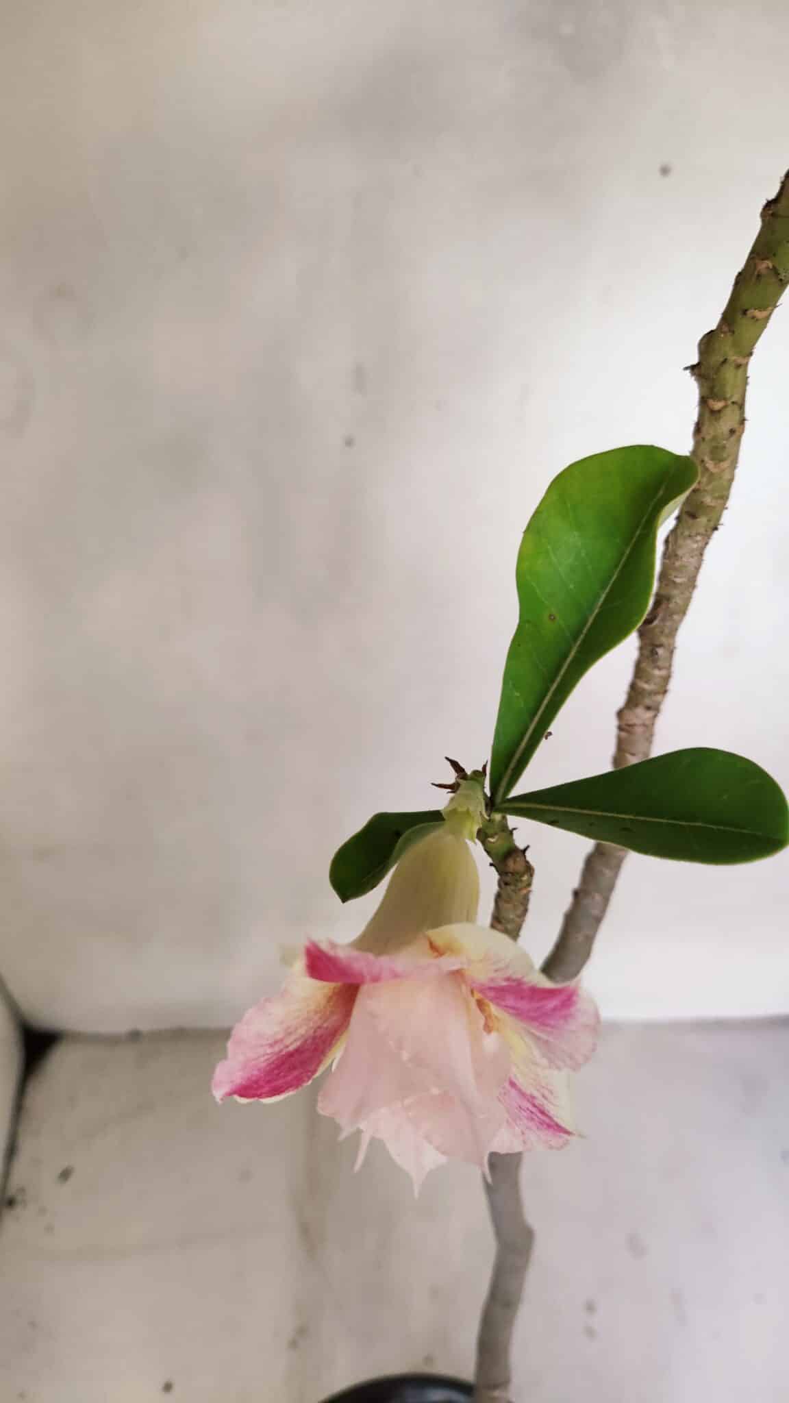 Planta Dobrada 3284 – 35cm – 03 anos