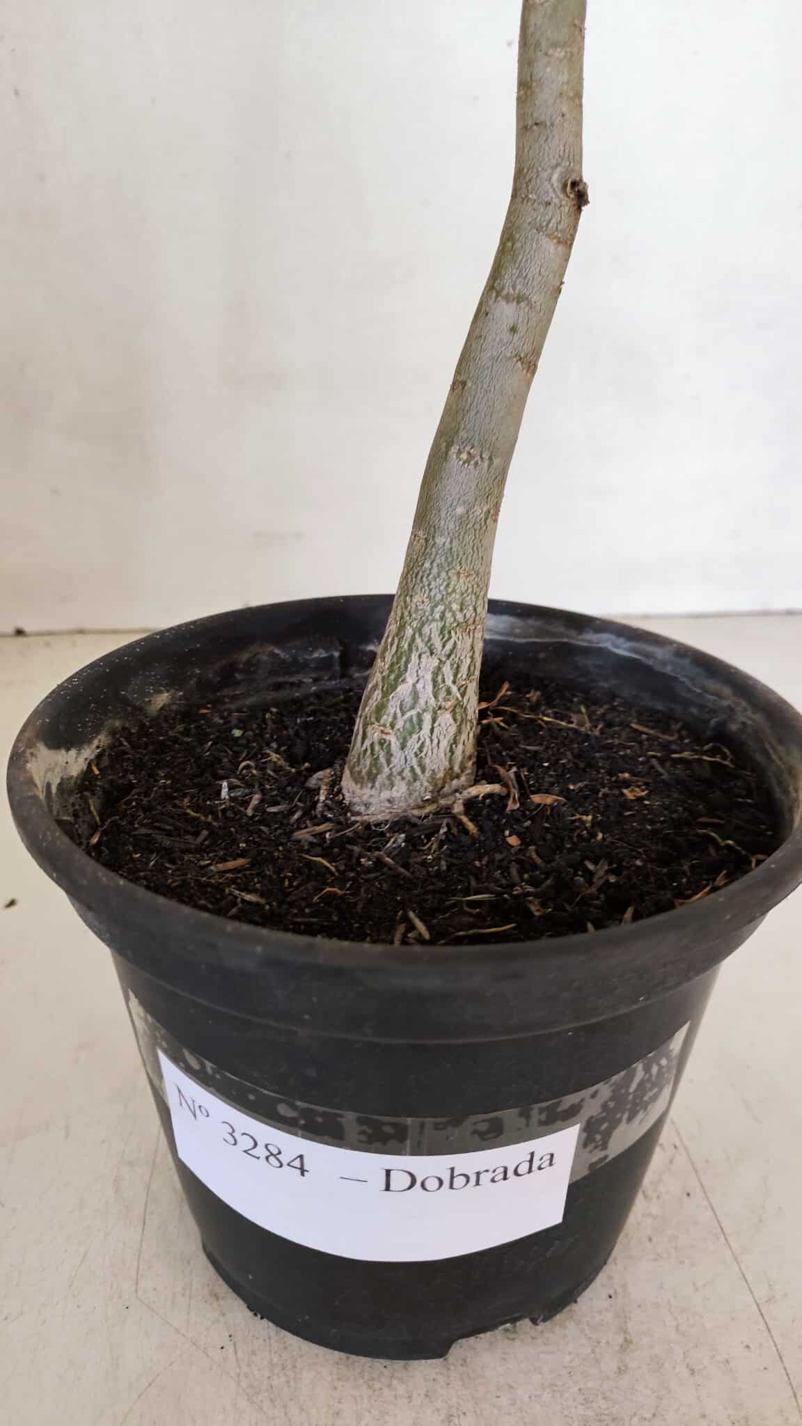 Planta Dobrada 3284 – 35cm – 03 anos