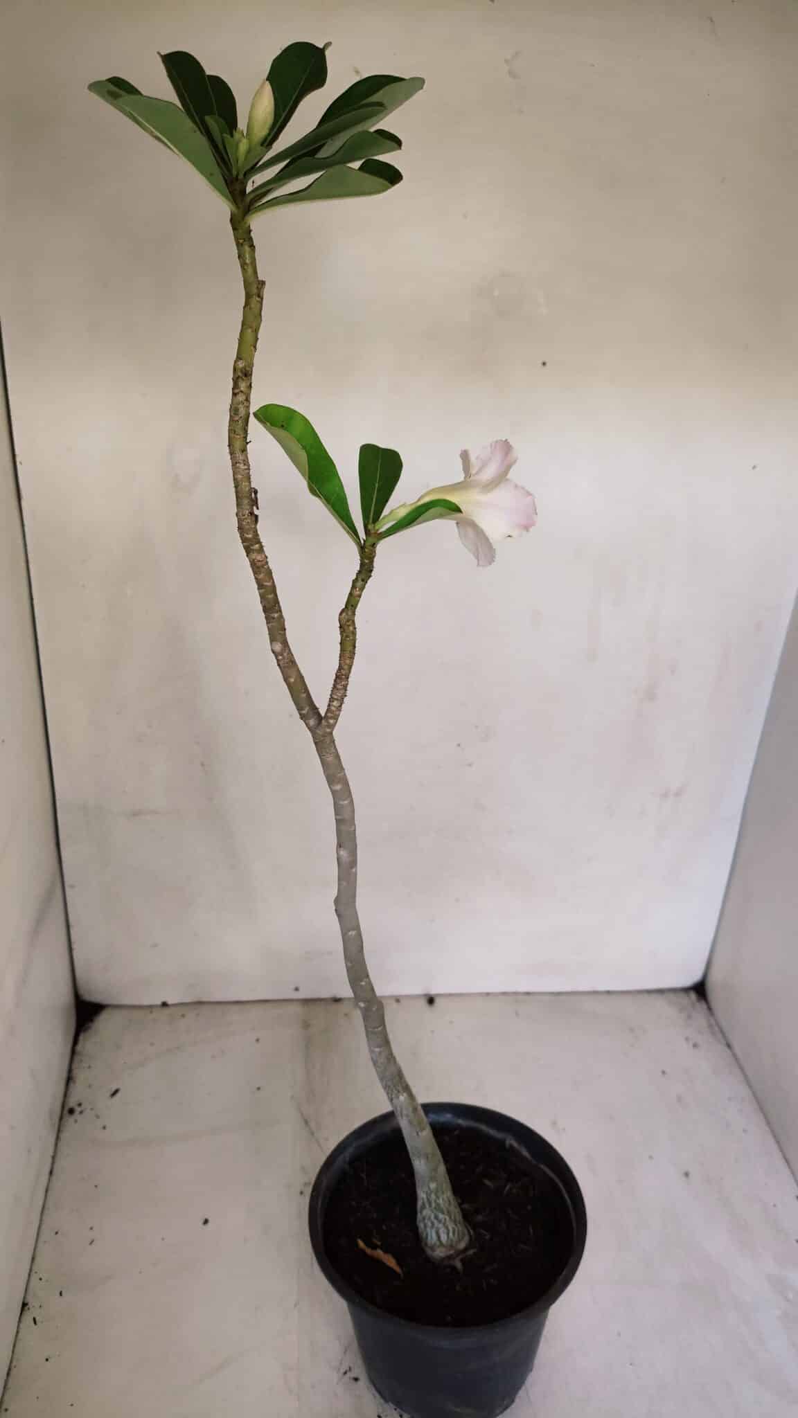 Planta Dobrada 3284 – 35cm – 03 anos