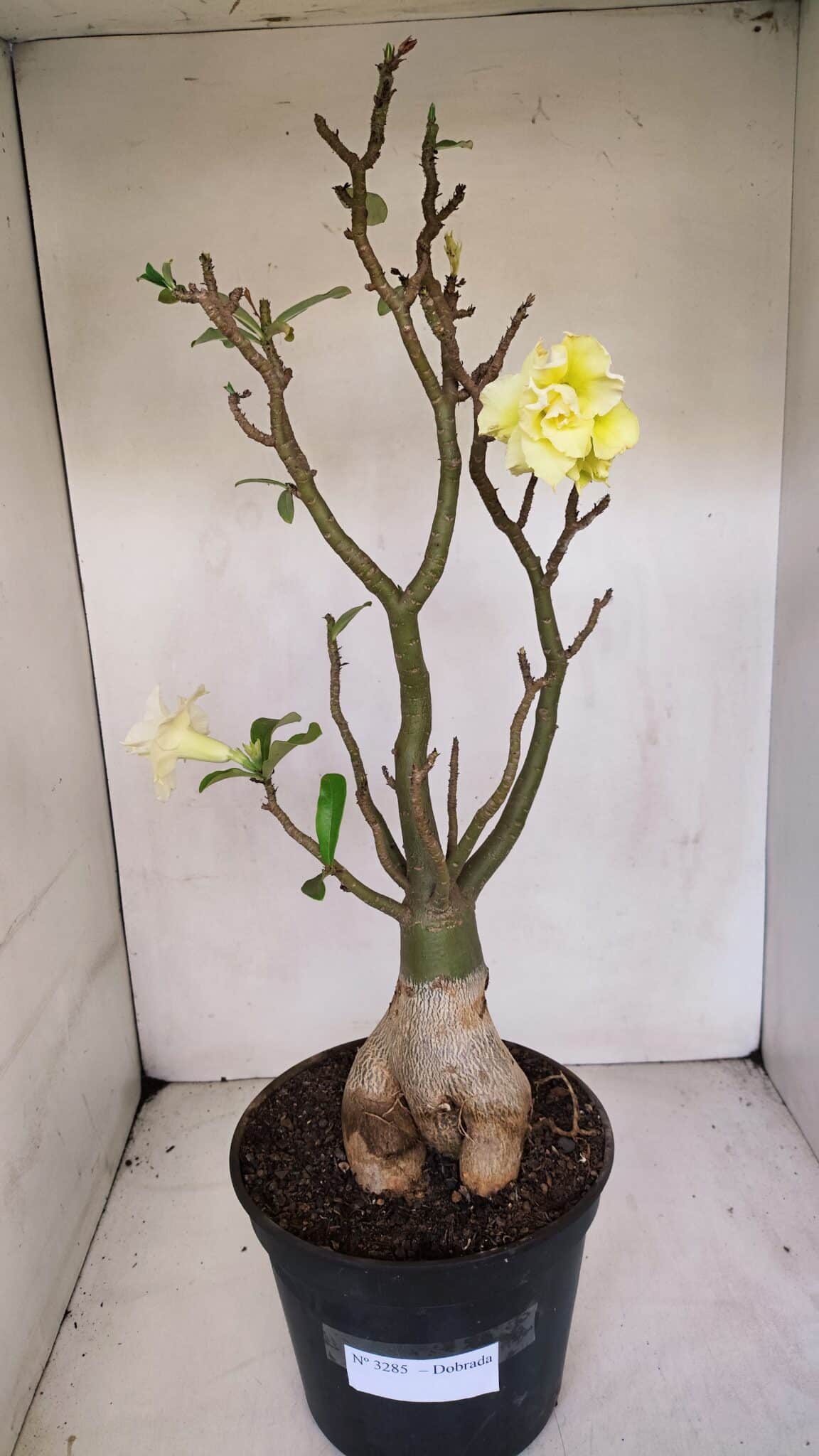 Planta Dobrada 3285 – 60cm – 05 anos