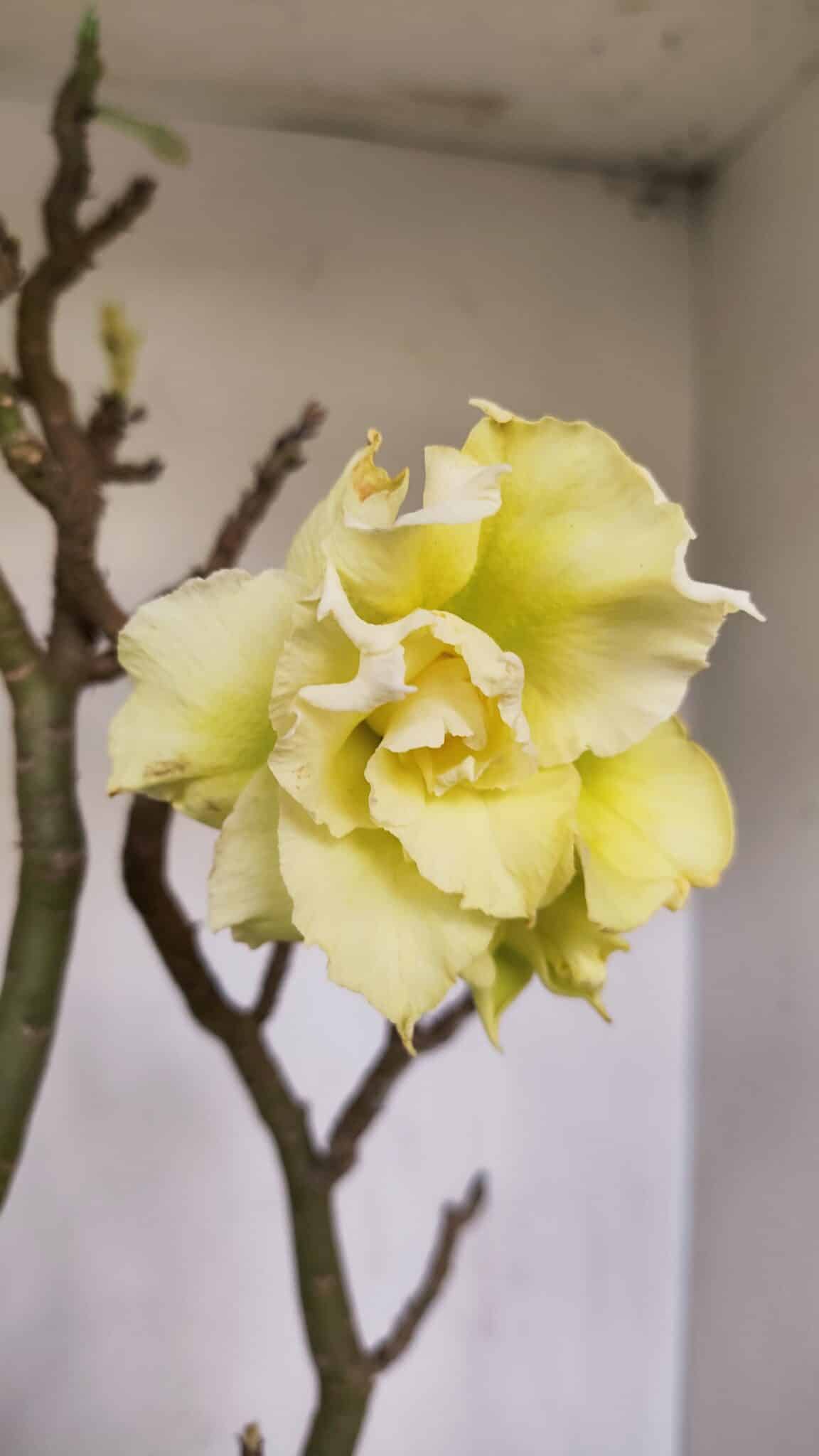Planta Dobrada 3285 – 60cm – 05 anos
