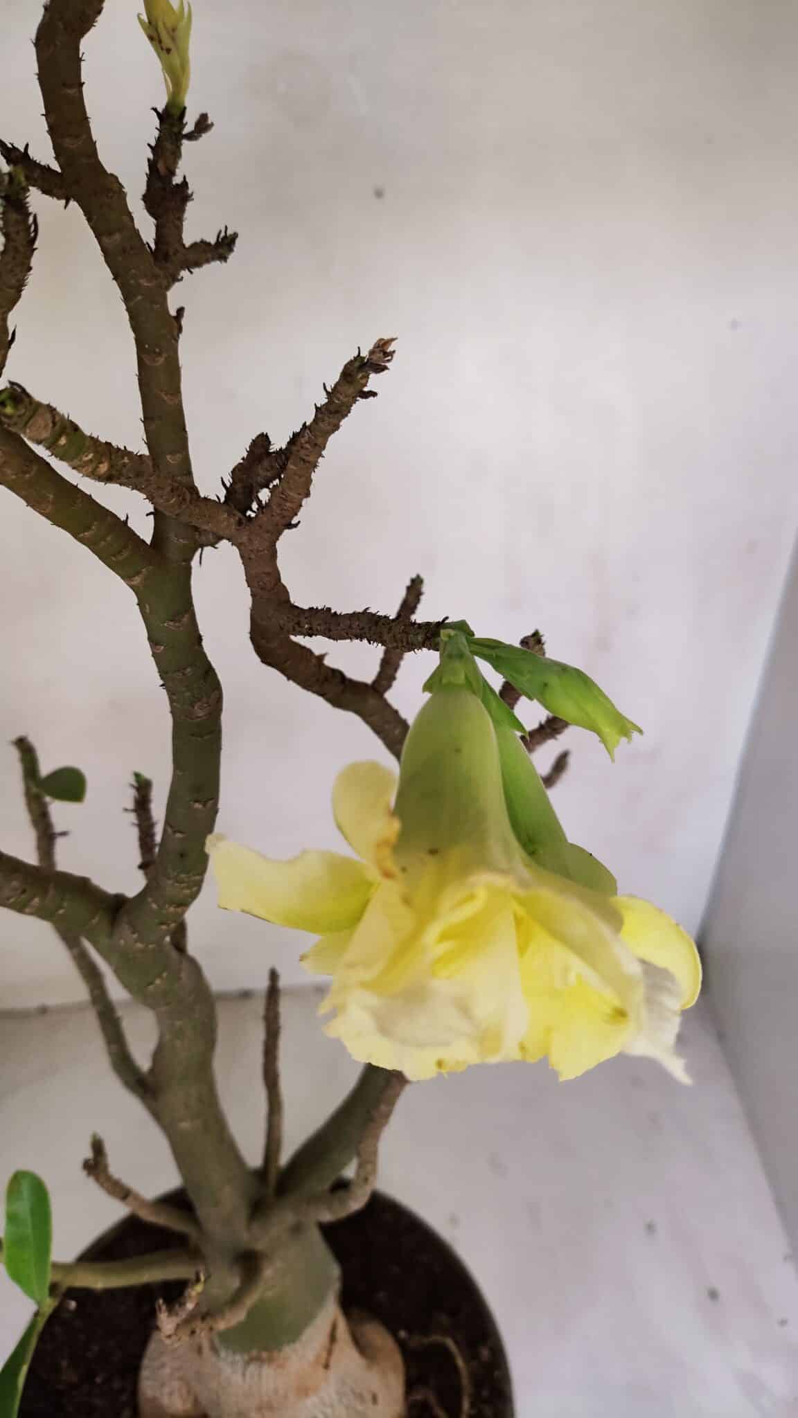 Planta Dobrada 3285 – 60cm – 05 anos