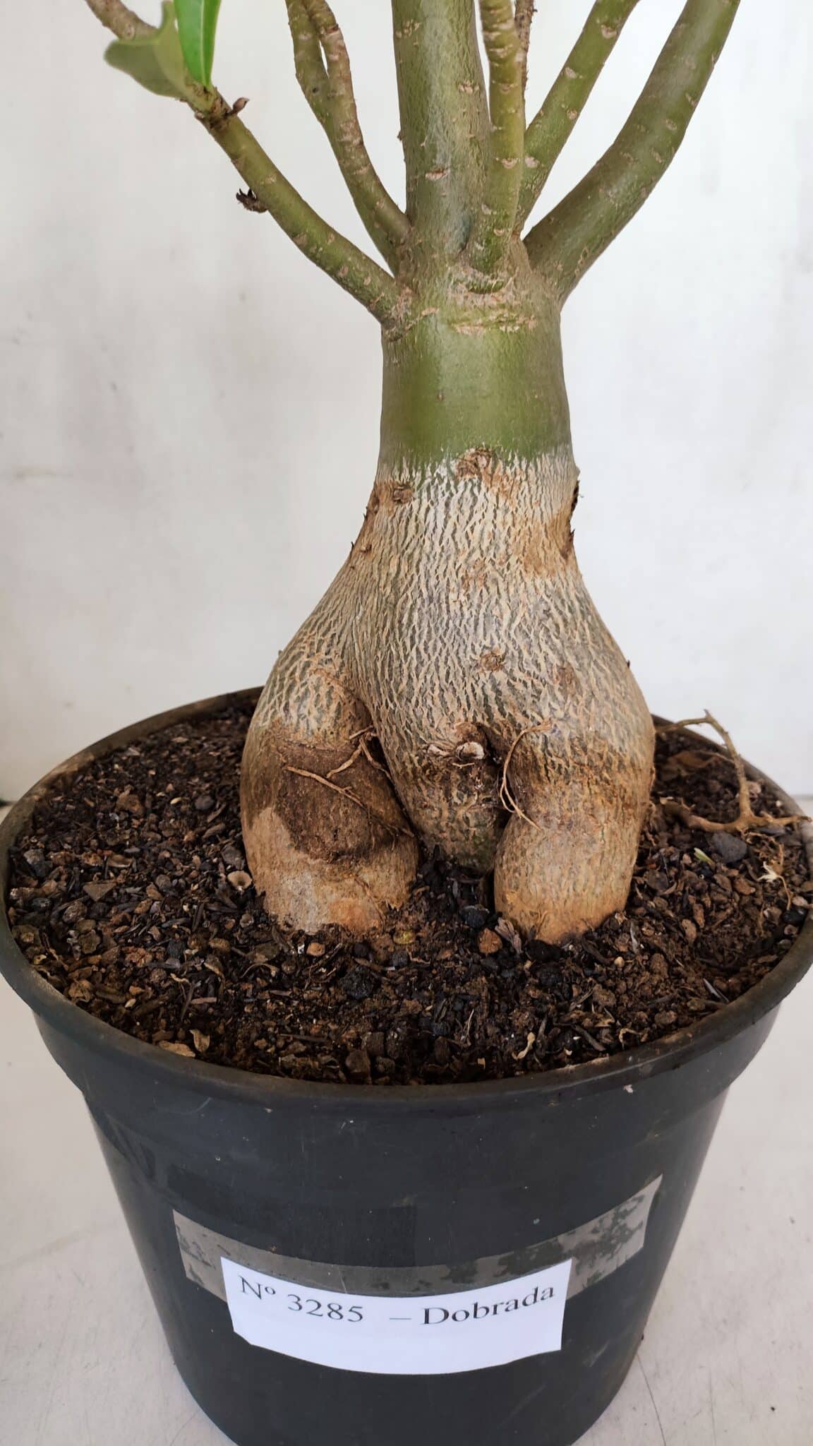 Planta Dobrada 3285 – 60cm – 05 anos