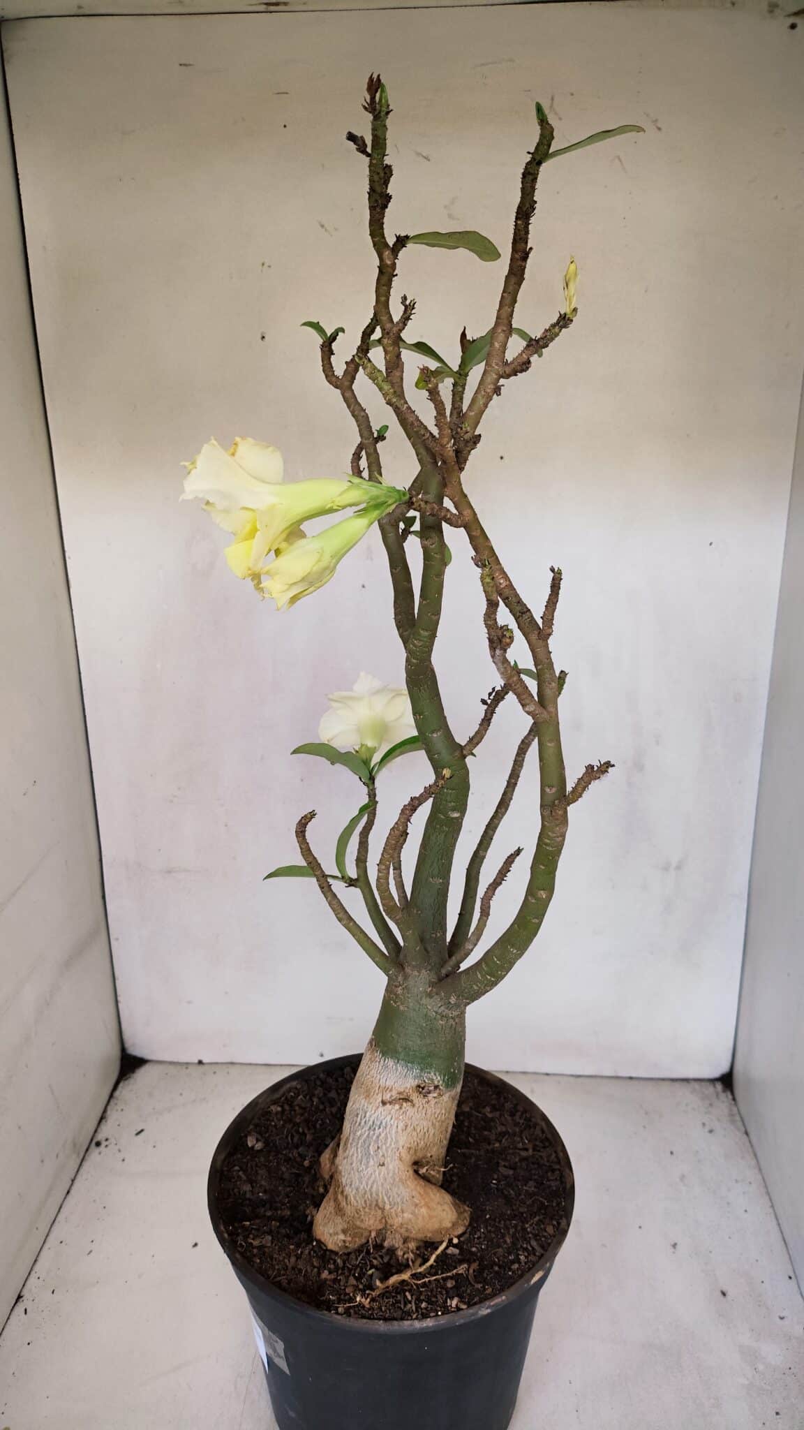 Planta Dobrada 3285 – 60cm – 05 anos