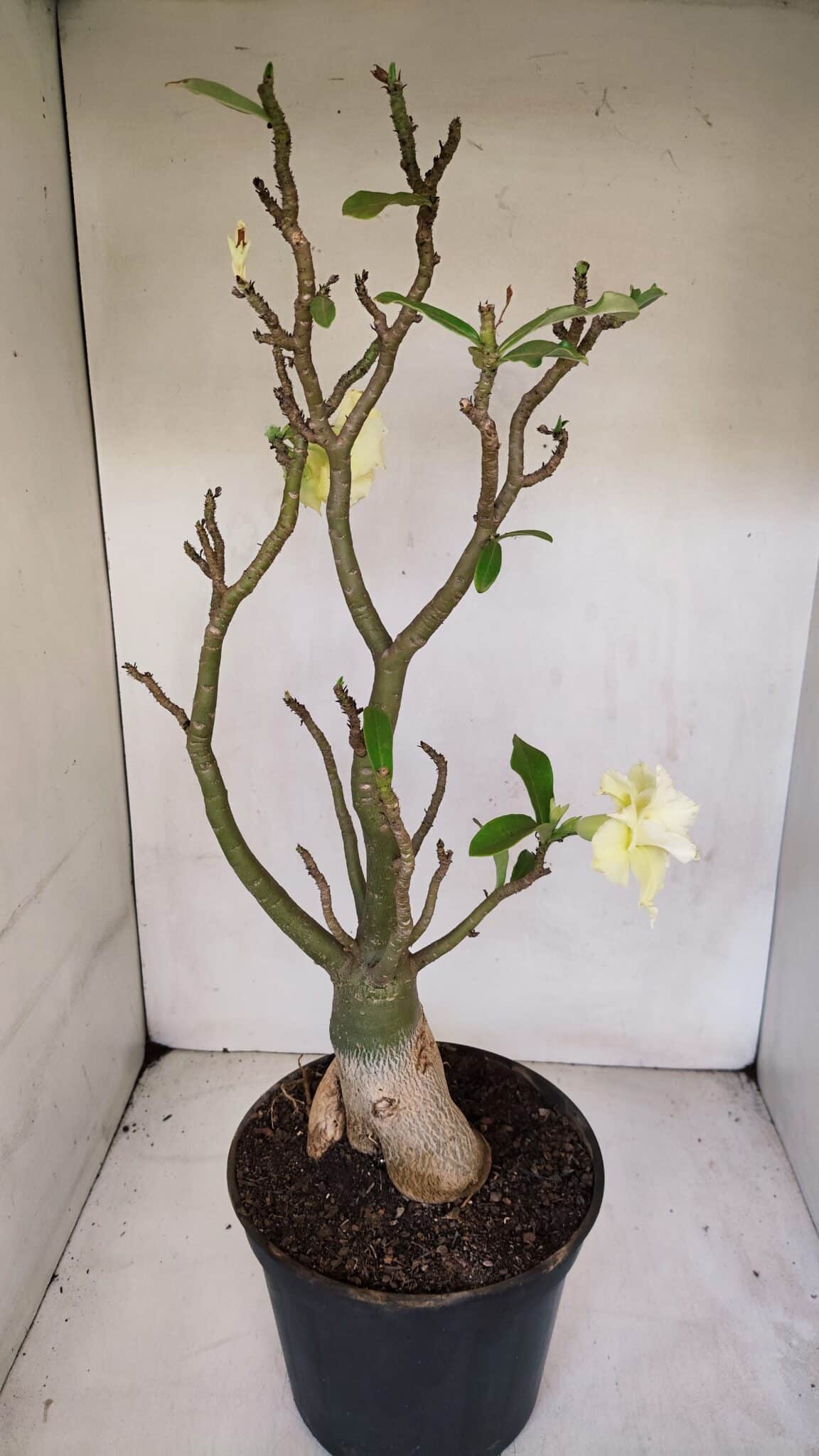 Planta Dobrada 3285 – 60cm – 05 anos