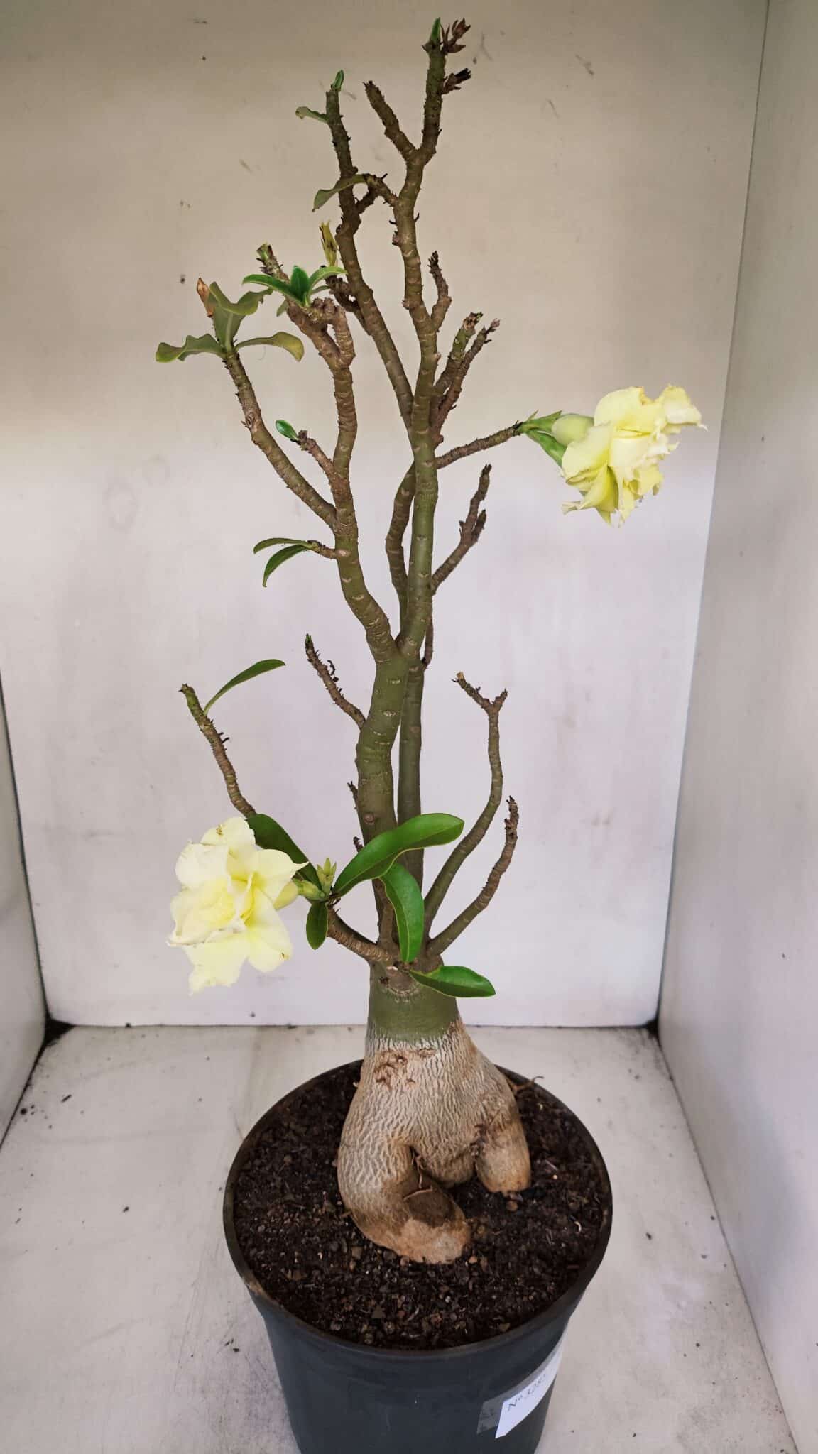 Planta Dobrada 3285 – 60cm – 05 anos