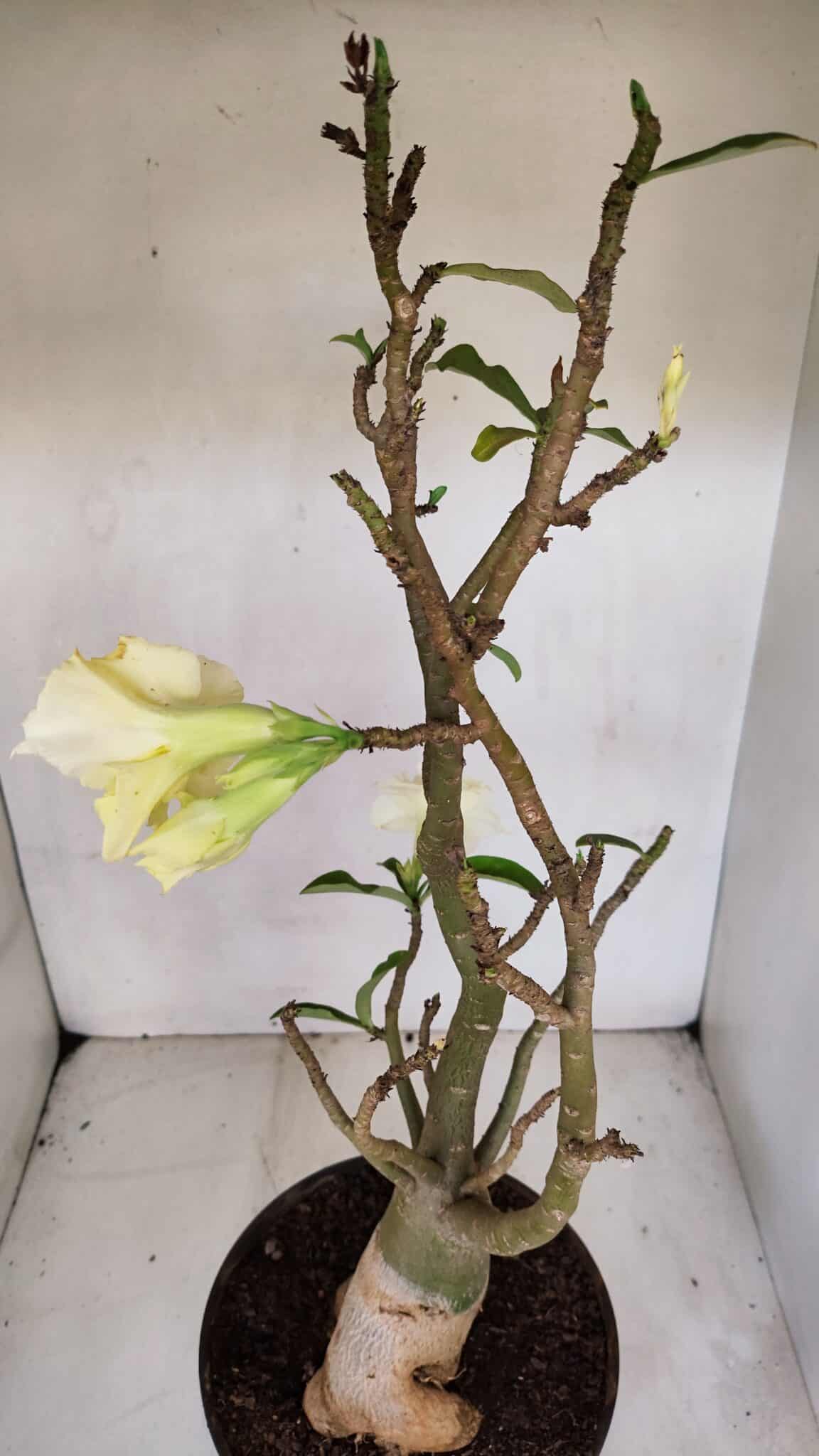 Planta Dobrada 3285 – 60cm – 05 anos