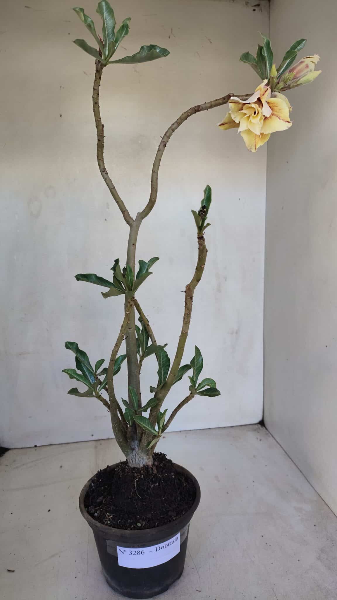 Planta Dobrada 3286 – 35cm – 03 anos