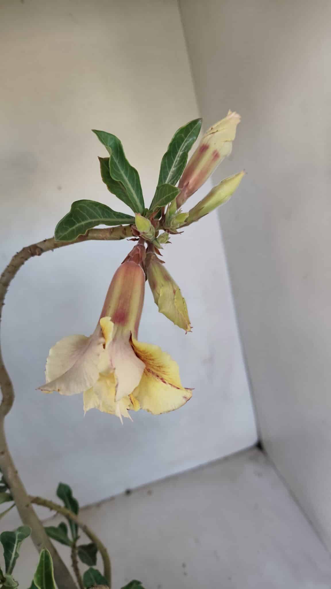 Planta Dobrada 3286 – 35cm – 03 anos