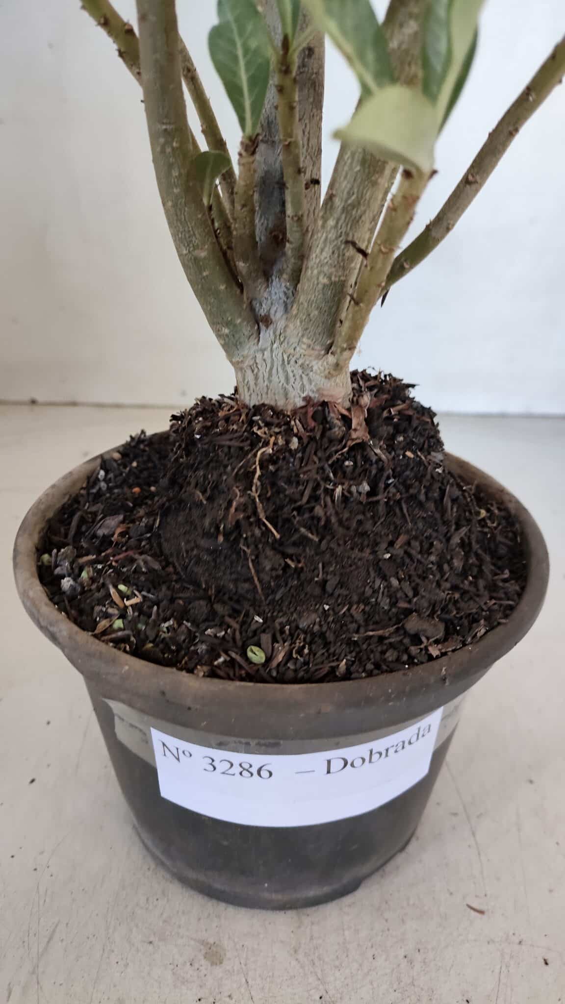 Planta Dobrada 3286 – 35cm – 03 anos